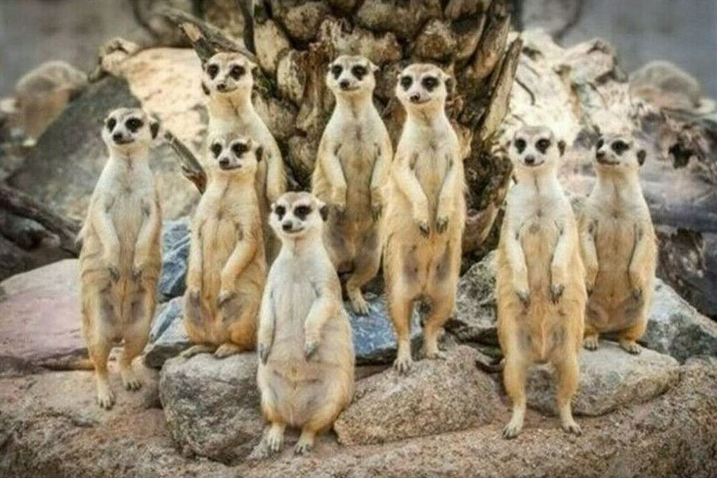 500-Piece Meerkat Wood Jigsaw Puzzle for Adults, Teens & Kids - Brain Teaser Educational Game for Family Bonding, Stress Relief & Home Decor | Perfect for Parties, Classrooms & Relaxation Activities