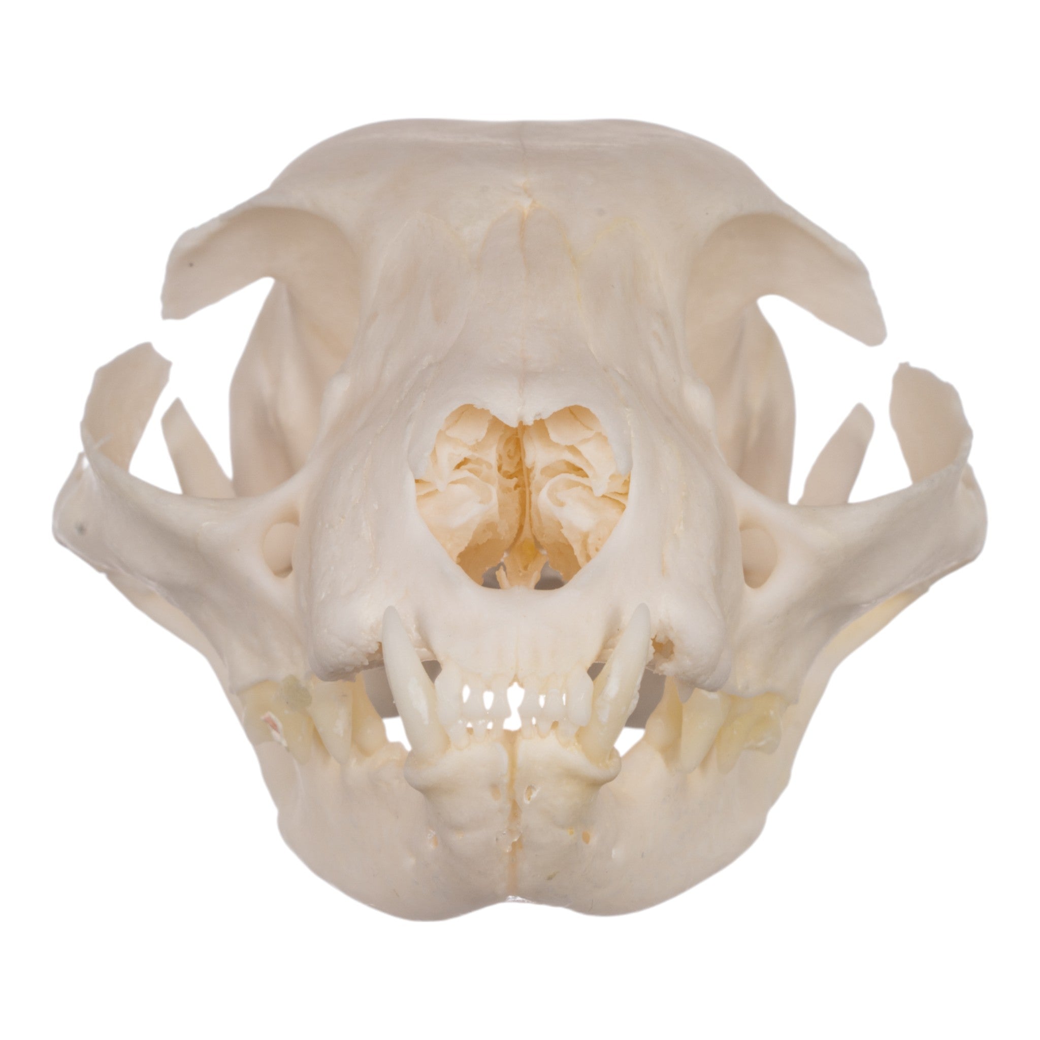 Authentic Domestic Cat Skull Specimen for Veterinary Study & Dental Anatomy Education - Perfect for Veterinary Students, Taxidermy Collectors, and Halloween Decor