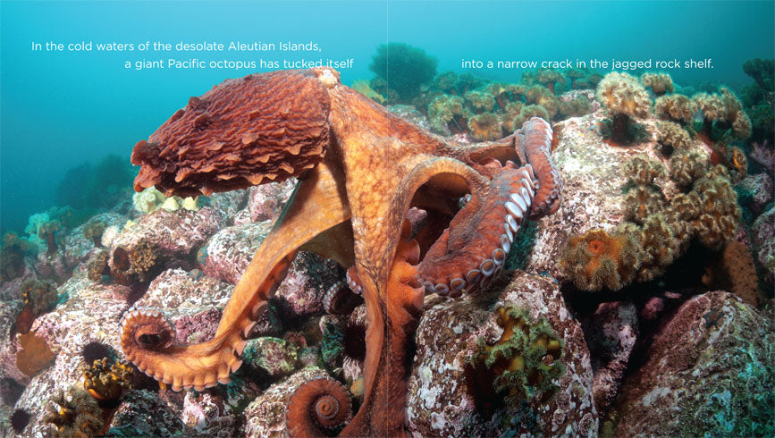 Living Wild (2014): Octopus Documentary - Explore the Fascinating Life of Octopuses in the Wild | Perfect for Marine Biology Enthusiasts & Nature Lovers