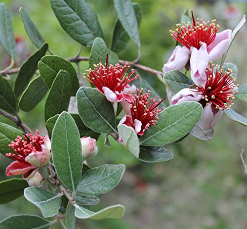 Elwyn 55pcs Premium Pineapple Guava Seeds (Feijoa Sellowiana) - Grow Exotic Tropical Fruit Trees for Home Garden & Landscaping