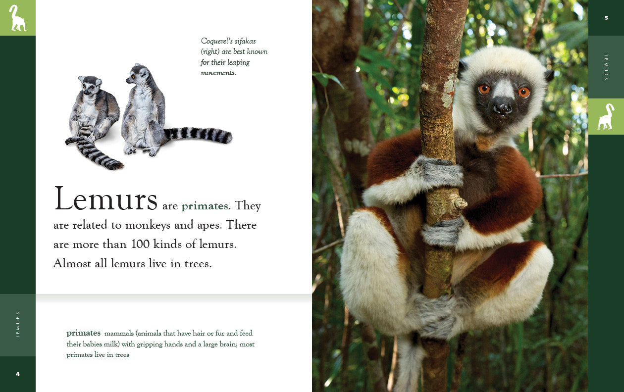 Lemurs Book 9781640265677 - Wildlife Education, Animal Facts & Nature Exploration - Perfect for Kids, Students & Animal Lovers