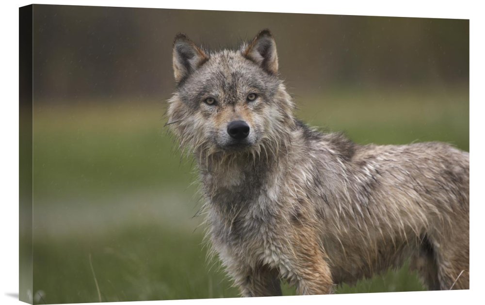 Gray Wolf Canvas Wall Art Print - Premium Giclee Gallery Wrap by Tim Fitzharris | North America Wildlife Decor for Living Room, Bedroom & Office