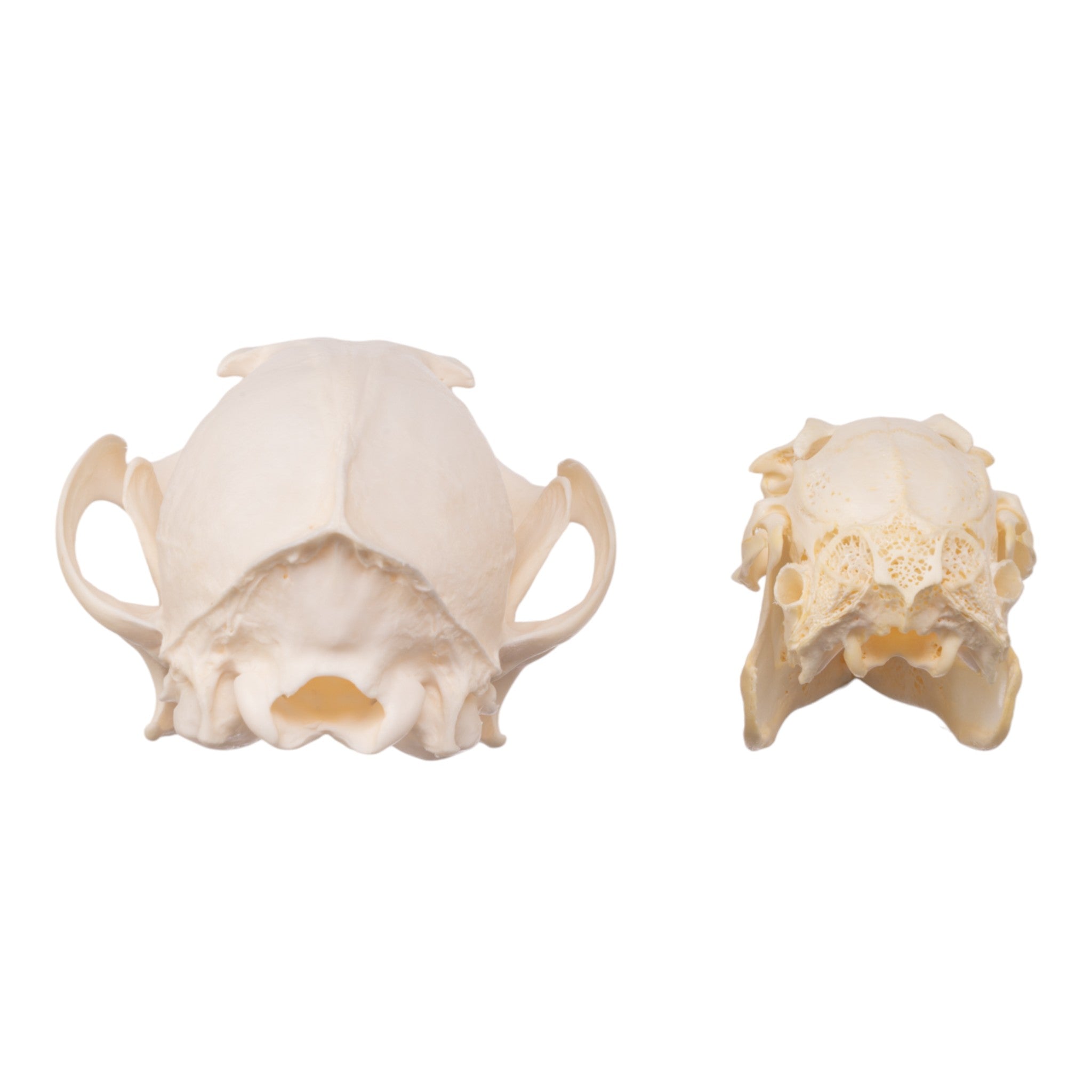 Authentic Predator and Prey Animal Skull Set - Fox, Rabbit & Owl Skulls for Science Education, Home Decor & Gothic Collections