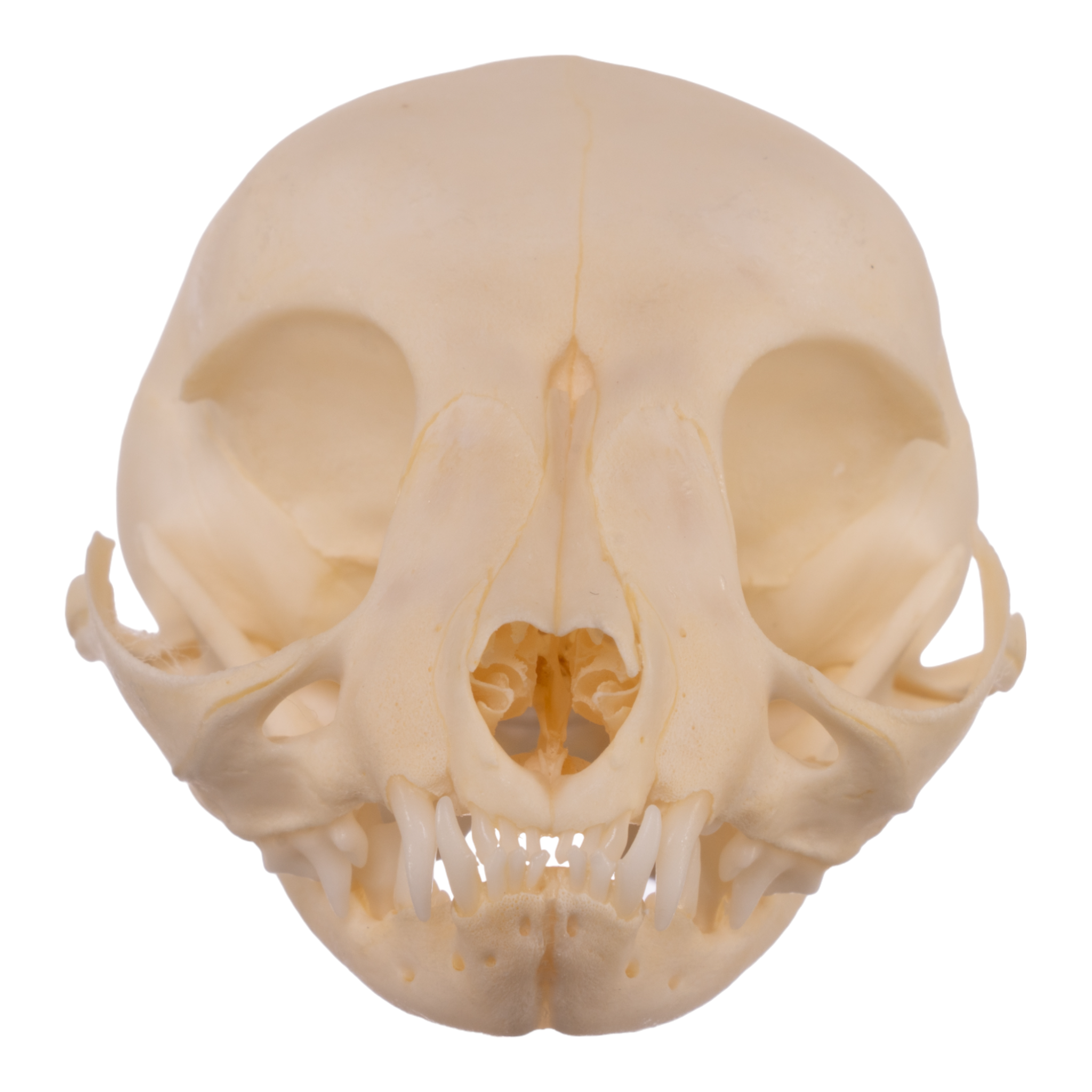 Real Domestic Cat Skull Replica - Authentic Kitten Skull Specimen for Veterinary Study, Taxidermy & Gothic Decor | Perfect for Halloween, Oddity Collections & Anatomy Education