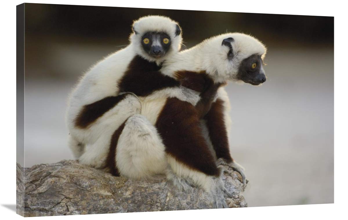 24 x 36 Inch Coquerels Sifaka Mother & Baby Madagascar Wildlife Art Print by Pete Oxford - Perfect for Home Decor, Office Wall Art & Nature Lover Gifts