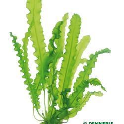Dennerle Aponogeton Longiplumulosus Bulb - Live Aquarium Plant for Freshwater Fish Tanks - Easy to Grow Aquatic Plant for Home & Office Aquascaping