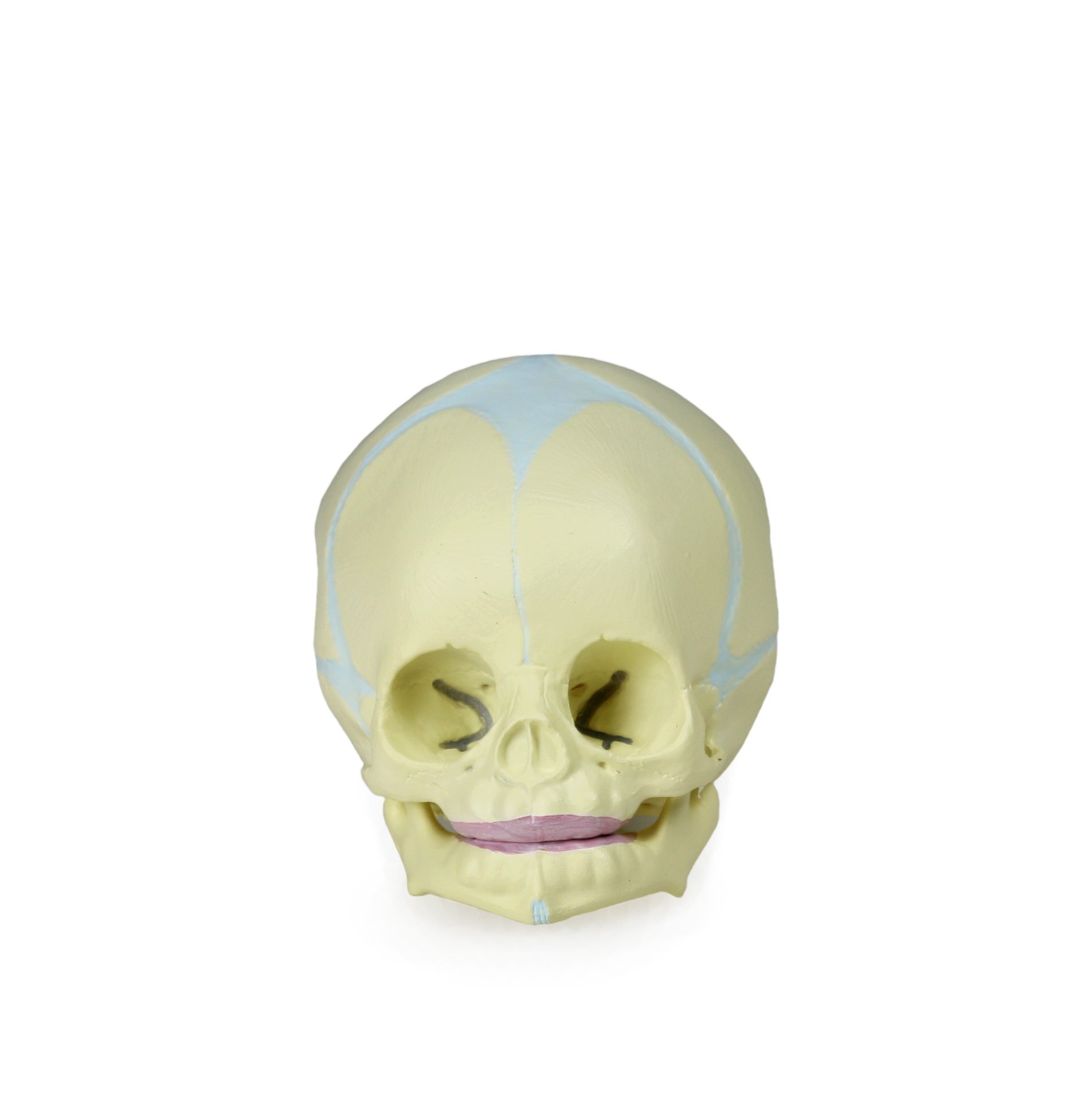 Life-Size Human Fetal Skull Model - 30th Week Pregnancy Development | Shows Cranial & Facial Features, Fontanels & Bone Formation | Perfect for Medical Education, Anatomy Study & Science Classrooms
