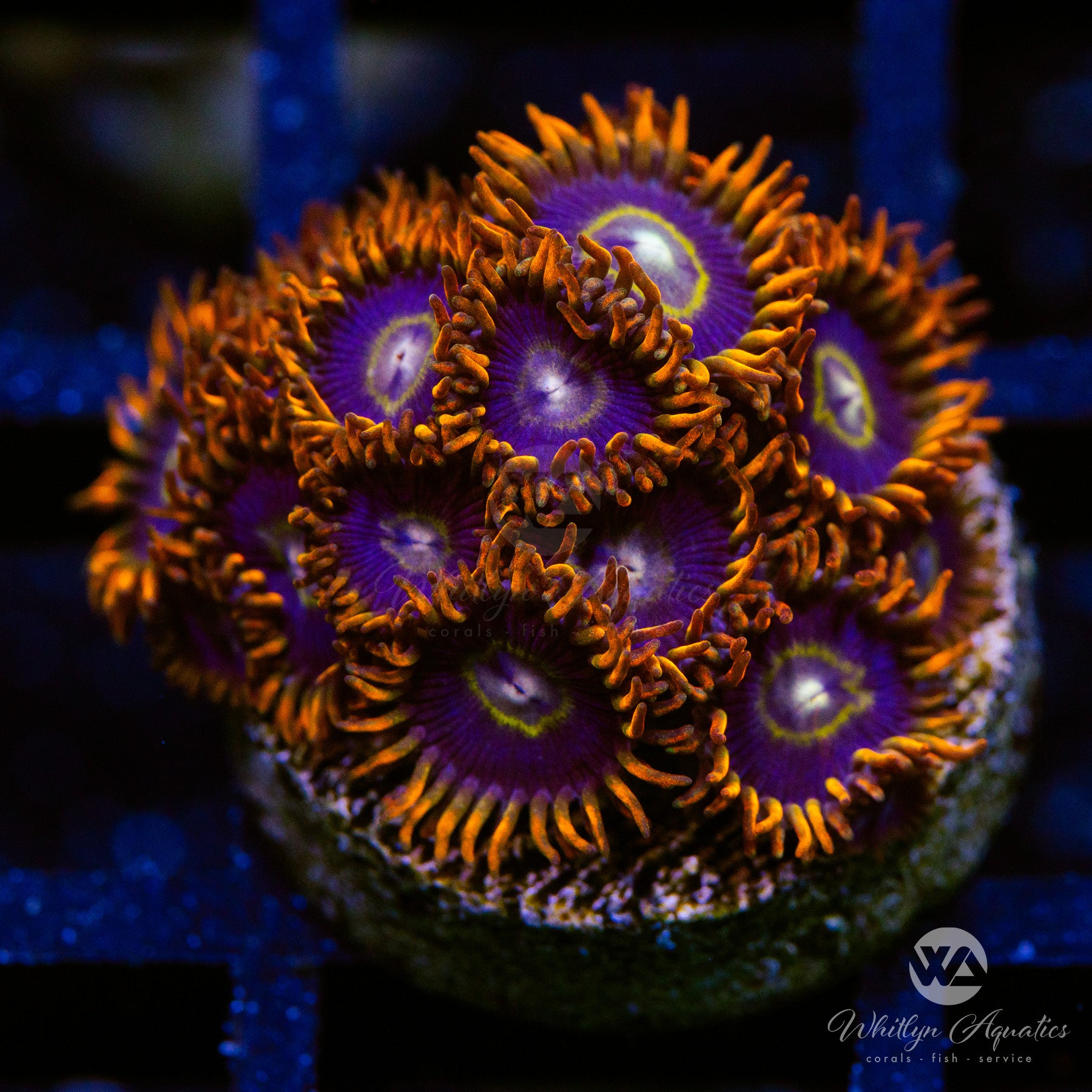 Rainbow Hornet Zoanthid Coral - Aquacultured Saltwater Coral for Reef Tanks & Marine Aquariums - Vibrant Colored Live Coral for Beginners and Experts