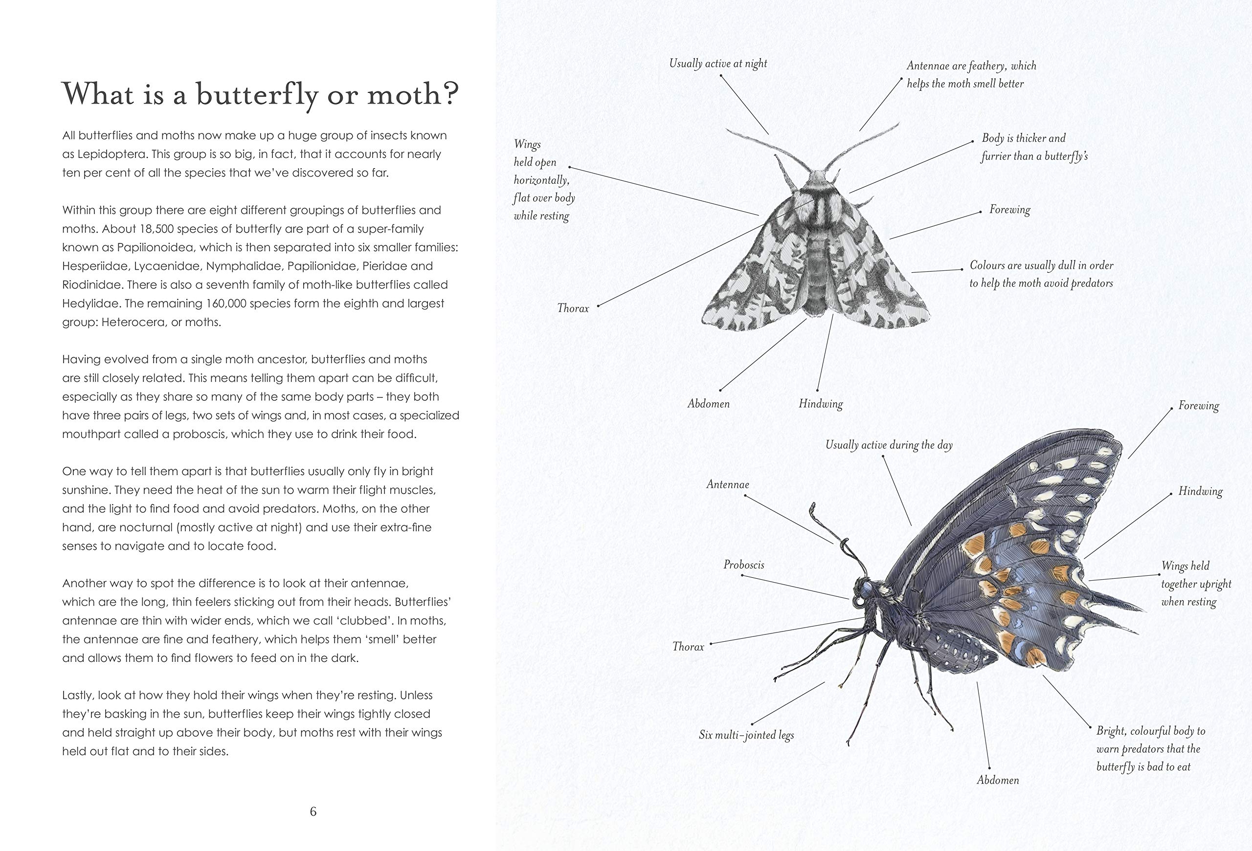 Beautiful Butterfly Decorations for Home & Garden - Realistic Butterfly Wall Art & Party Supplies