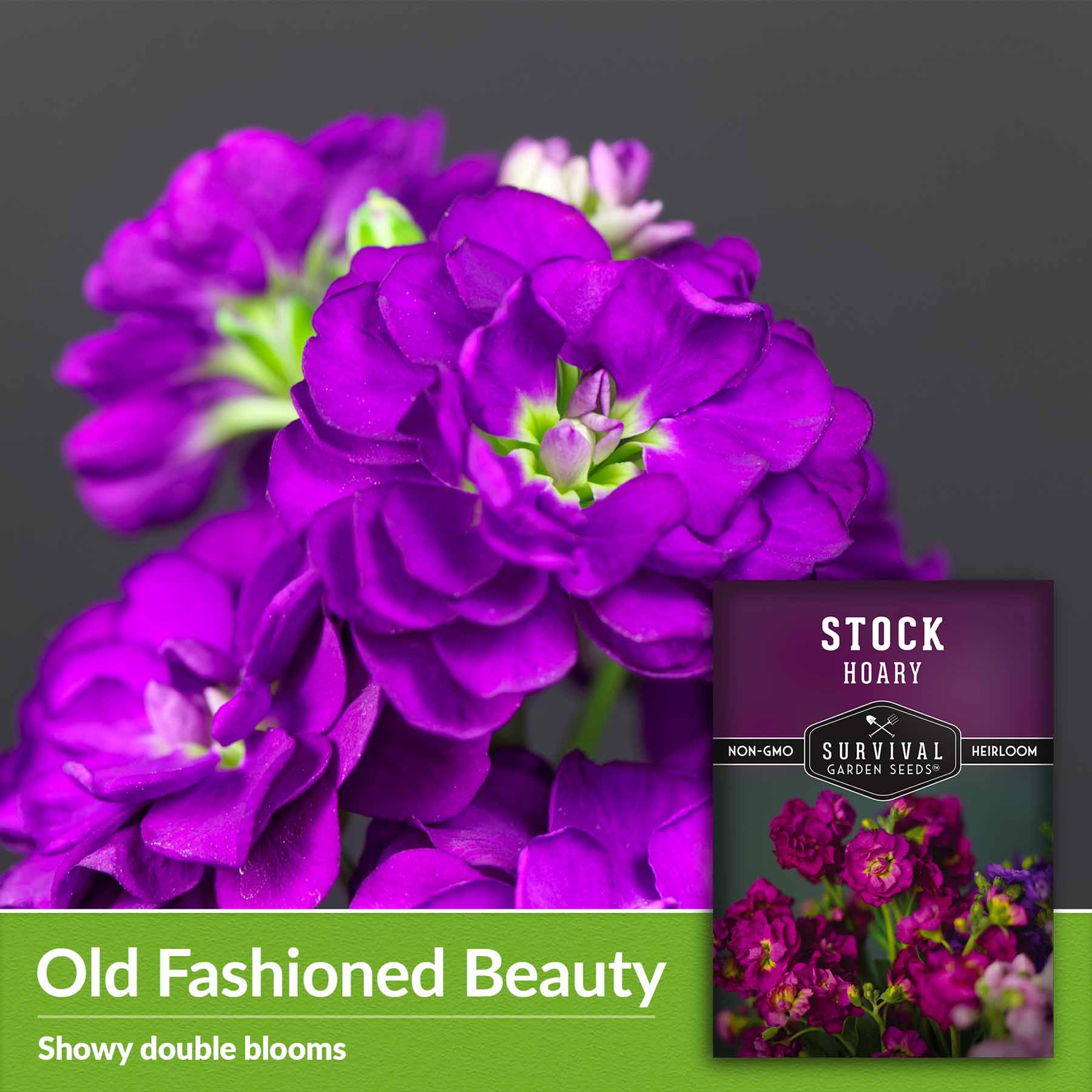 Hoary Stock Seeds - Gillyflower (Matthiola Incana) for Garden Planting, Landscaping & Floral Arrangements | Fragrant Cut Flowers for Bouquets & Home Decor