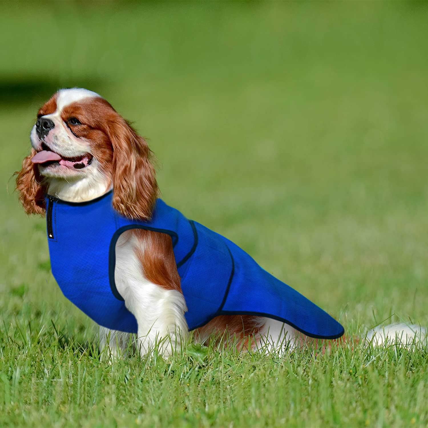 Dog Cooling Vest for Large Dogs - Lightweight & Breathable Summer Cooling Jacket (XL, 65cm, Blue) | Perfect for Outdoor Walks, Hiking & Hot Weather