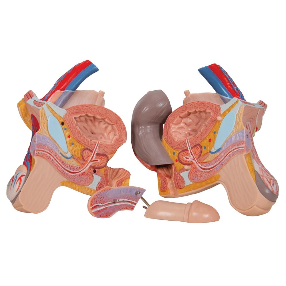 20-Piece Dual Gender Torso with Half Skull Head - Anatomical Model for Medical Students, Artists & Halloween Decor