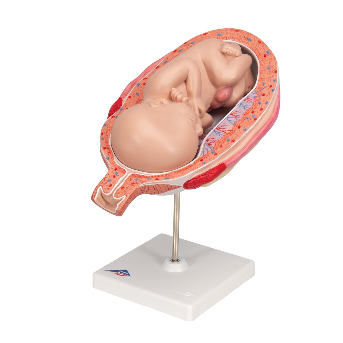 7 Month Fetus Model with 3B Smart Anatomy L10 8 - Perfect for Medical Education, Nursing Training & Anatomy Studies
