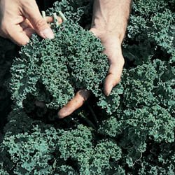 Seed Kingdom - 1,000 Kale Vates Blue Curled Heirloom Vegetable Seeds for Planting | Non-GMO, Organic Gardening | Perfect for Salads, Smoothies & Healthy Homegrown Meals