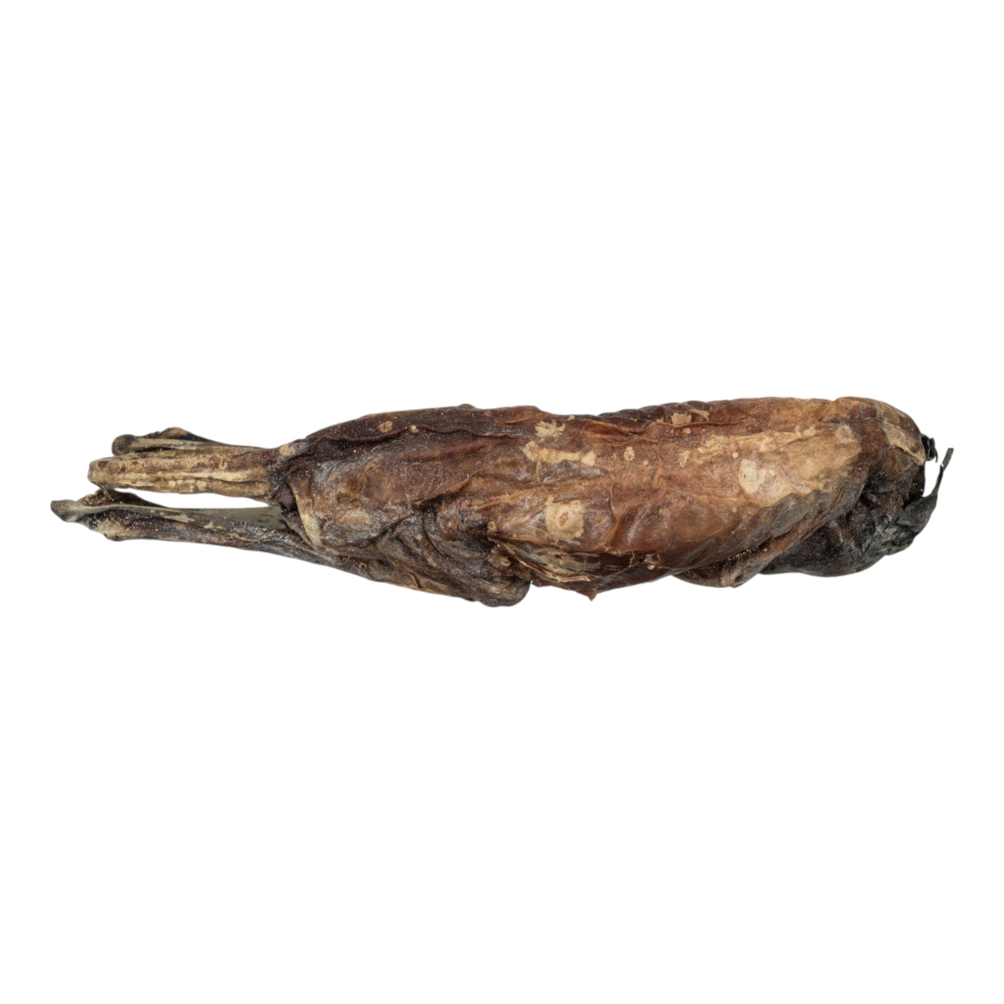 Real Preserved Kangaroo Fetus Specimen - Unique Collectible for Science Education, Taxidermy, and Home Decor