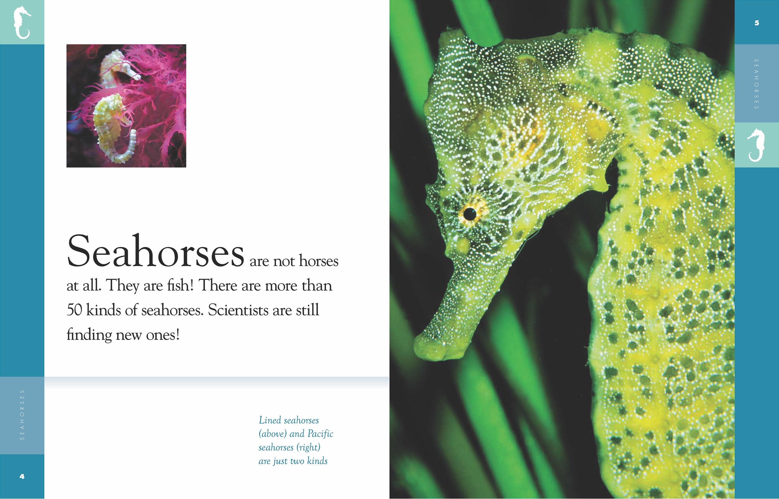 Amazing Animals (2014) - Seahorses Documentary | Marine Life Educational Film for Kids & Adults | Perfect for Classroom Learning & Home Entertainment