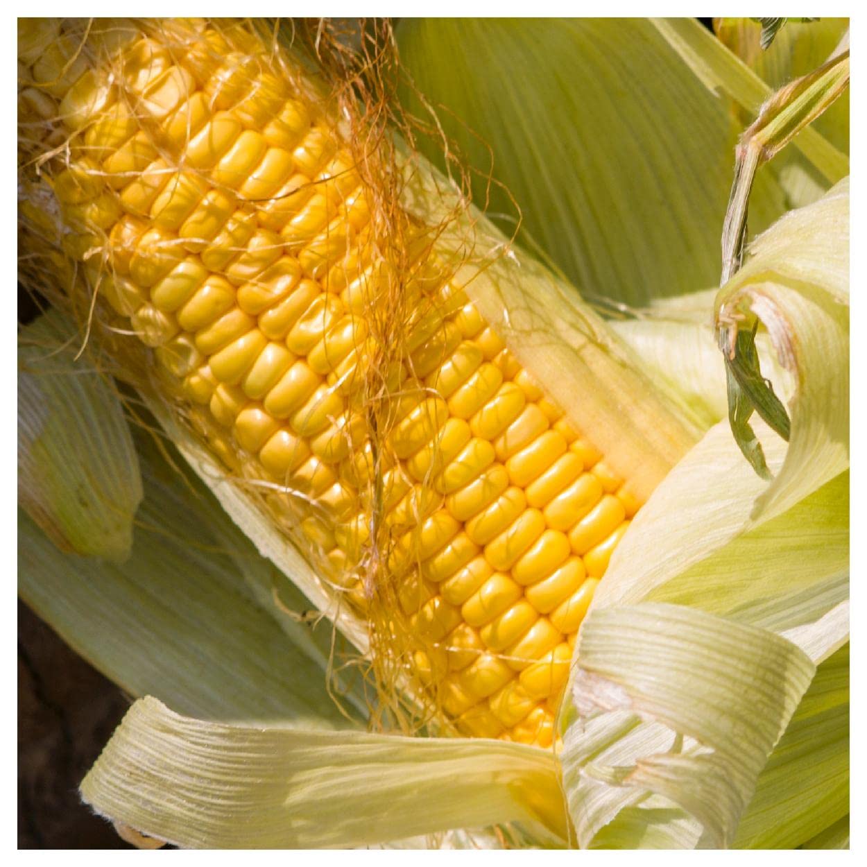 Everwilde Farms - 100 Golden Bantam Open Pollinated Corn Seeds - Non-GMO Heirloom Variety - Gold Vault Jumbo Seed Packet for Home Gardening & Sustainable Farming