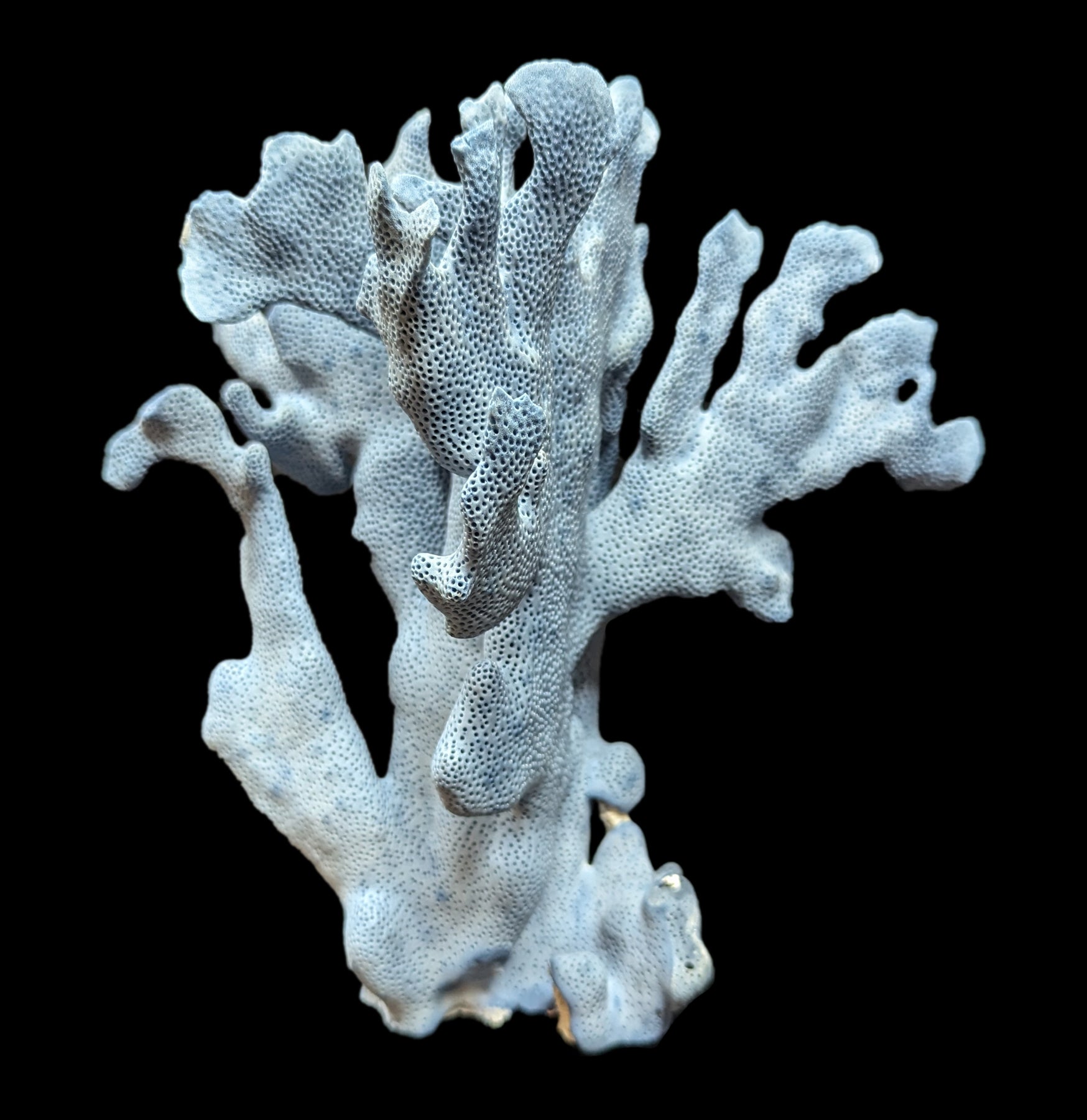 Premium Blue Heliopora Coerulea Coral for Saltwater Aquariums - Vibrant Live Coral for Reef Tanks & Marine Aquascaping