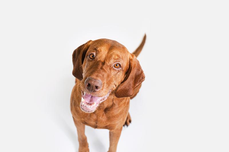 Weight Control Herring Dog Treats for Adult Dogs - Healthy Low-Calorie Snacks for Training & Rewards