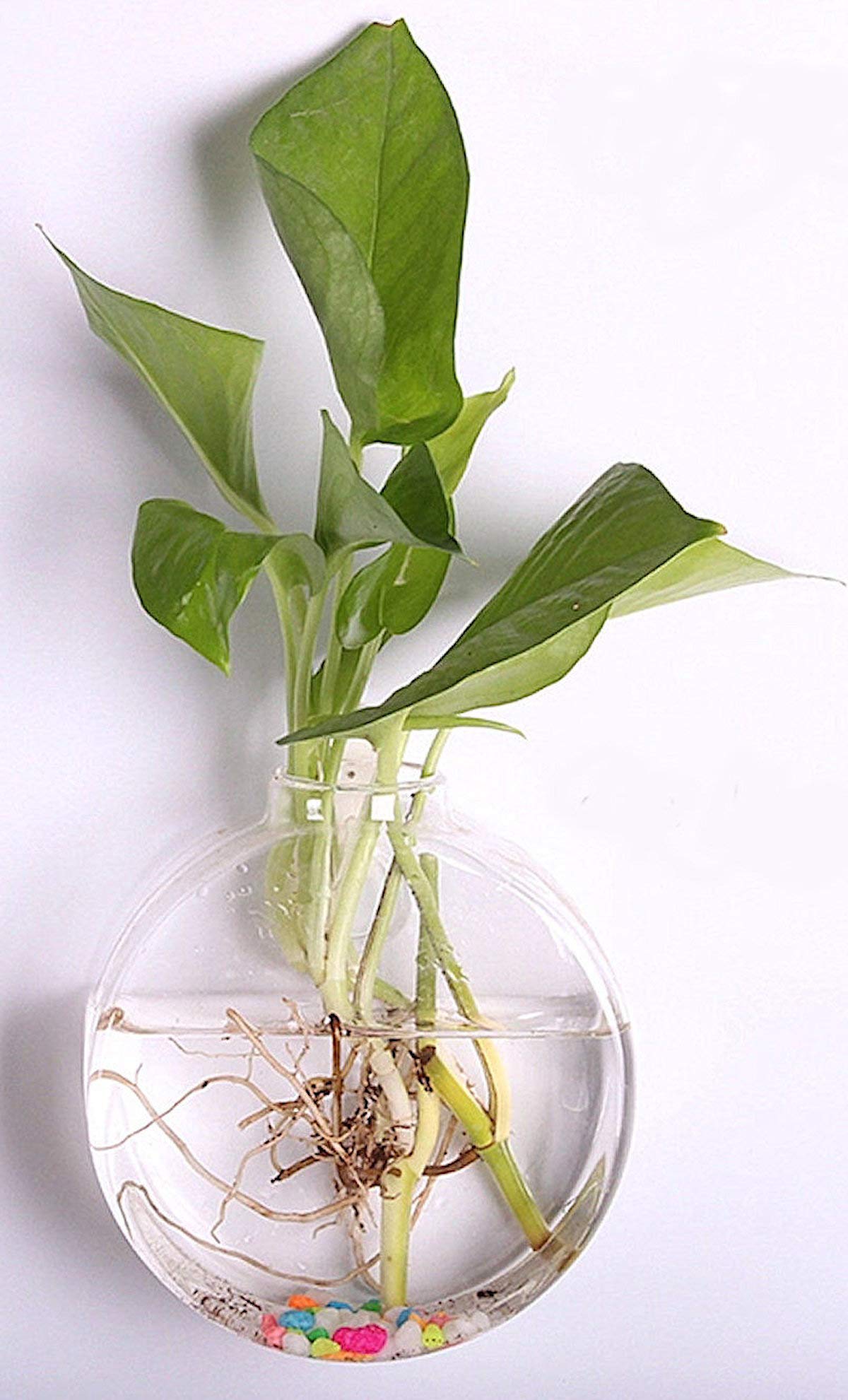 Hanging Glass Terrarium Planter - Wall Mounted Hydroponic Flower Vase for Indoor Plants | Perfect for Home Decor, Office, and Gift Giving
