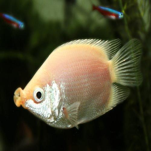 Kissing Gourami Fish (Helostoma temminckii) - Live Tropical Aquarium Fish for Freshwater Tanks | Perfect for Community Aquariums & Home Fish Tanks