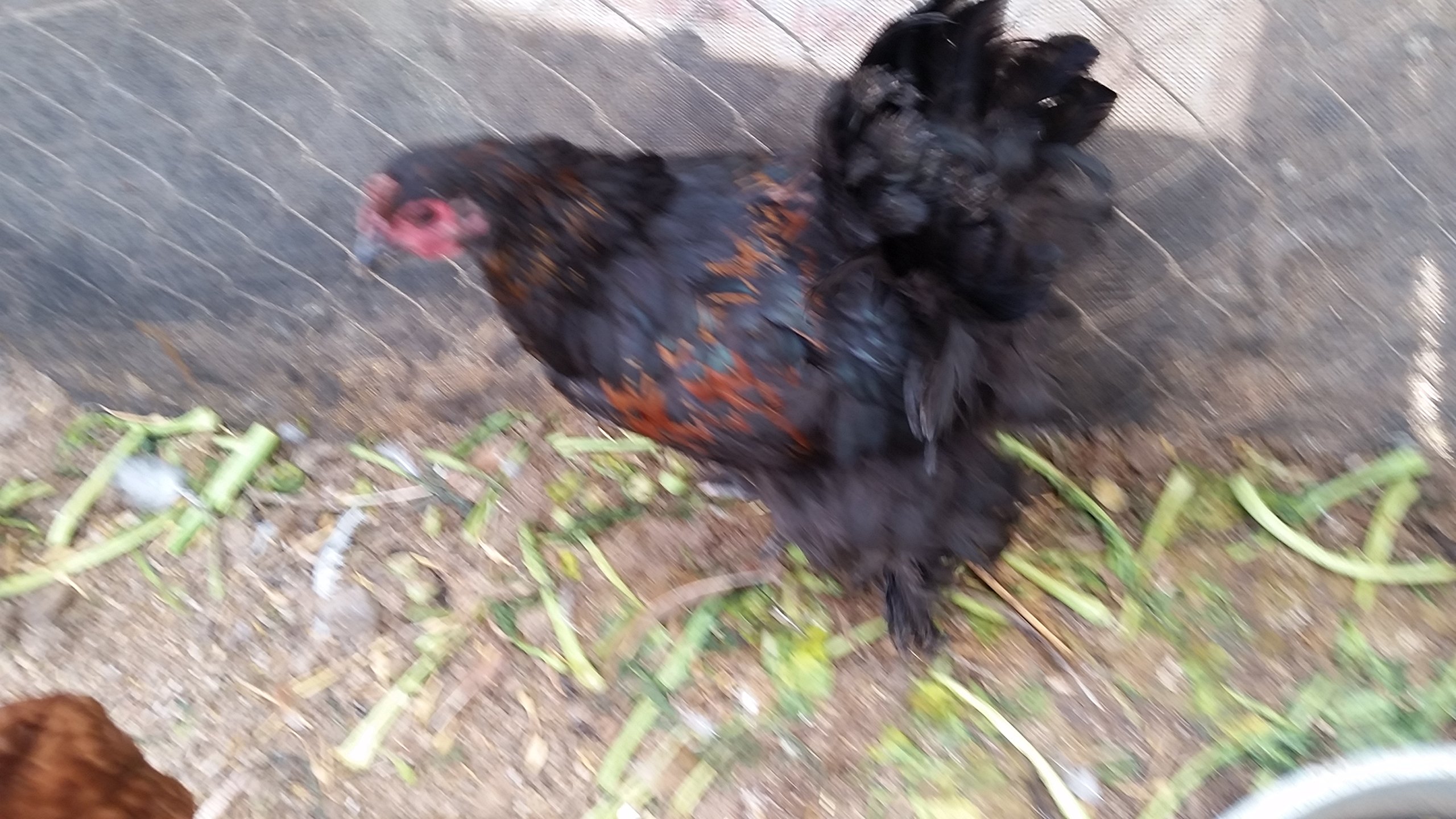 6 Fertile Chicken Hatching Eggs for Backyard Farming & Homesteading | Fresh Poultry Breeding Eggs for Incubation