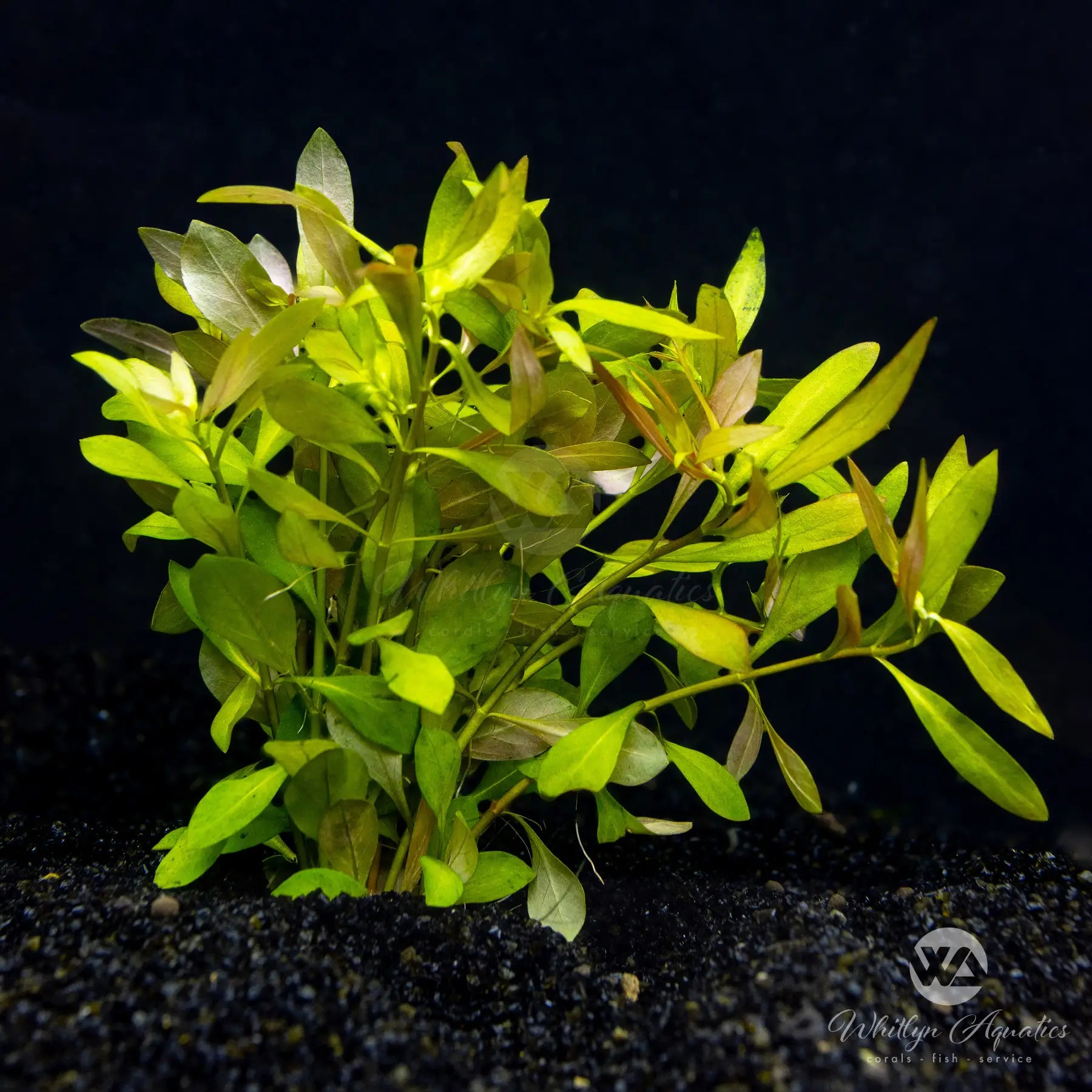 Ludwigia Repens Aquatic Plant for Freshwater Aquariums - Perfect for Fish Tanks, Aquascaping & Home Decor