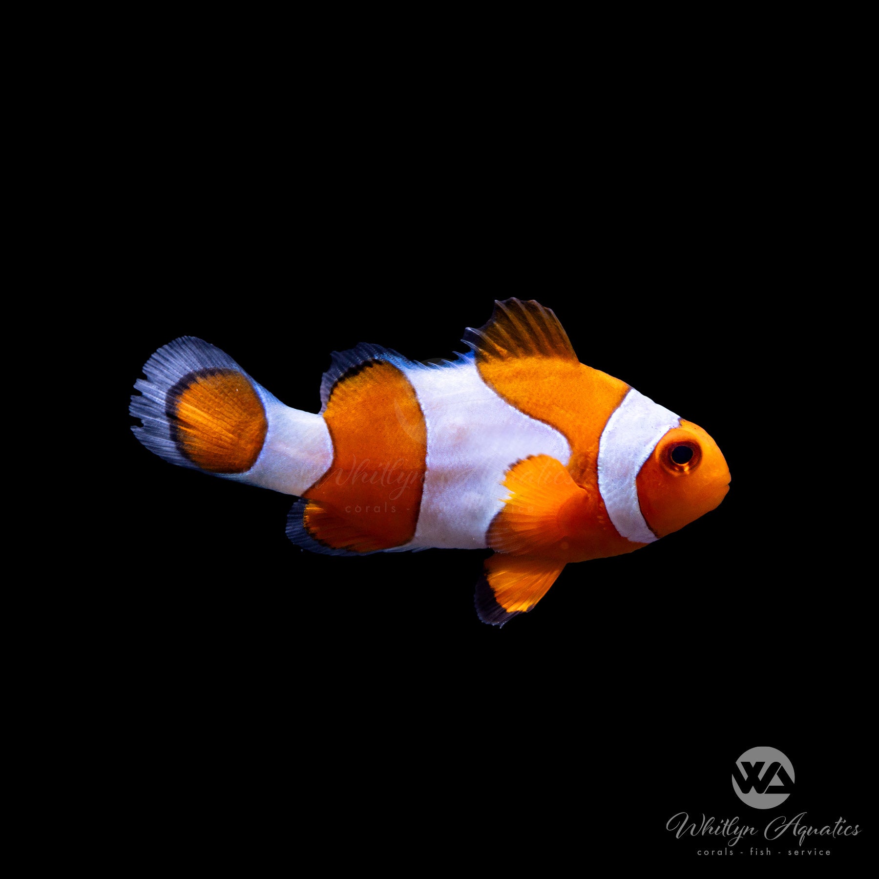 Premium Ocellaris Clownfish (Amphiprion Ocellaris) - Saltwater Aquarium Fish for Reef Tanks & Marine Aquariums
