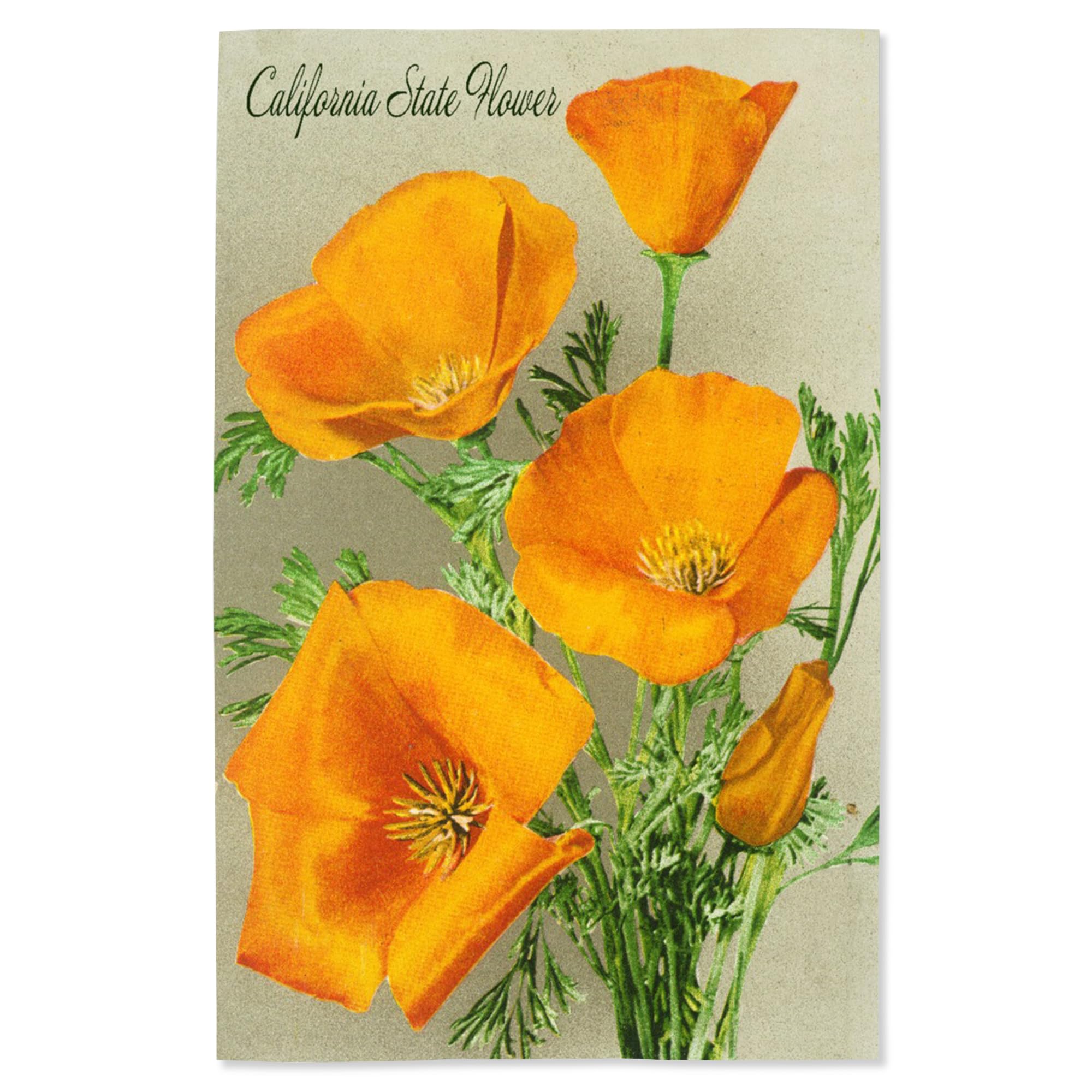 Lantern Press 16x24 Inch Giclee Print - California State Flower Art, The Californian Poppy Flowers Wall Decor | Perfect for Home, Office & Gallery Display