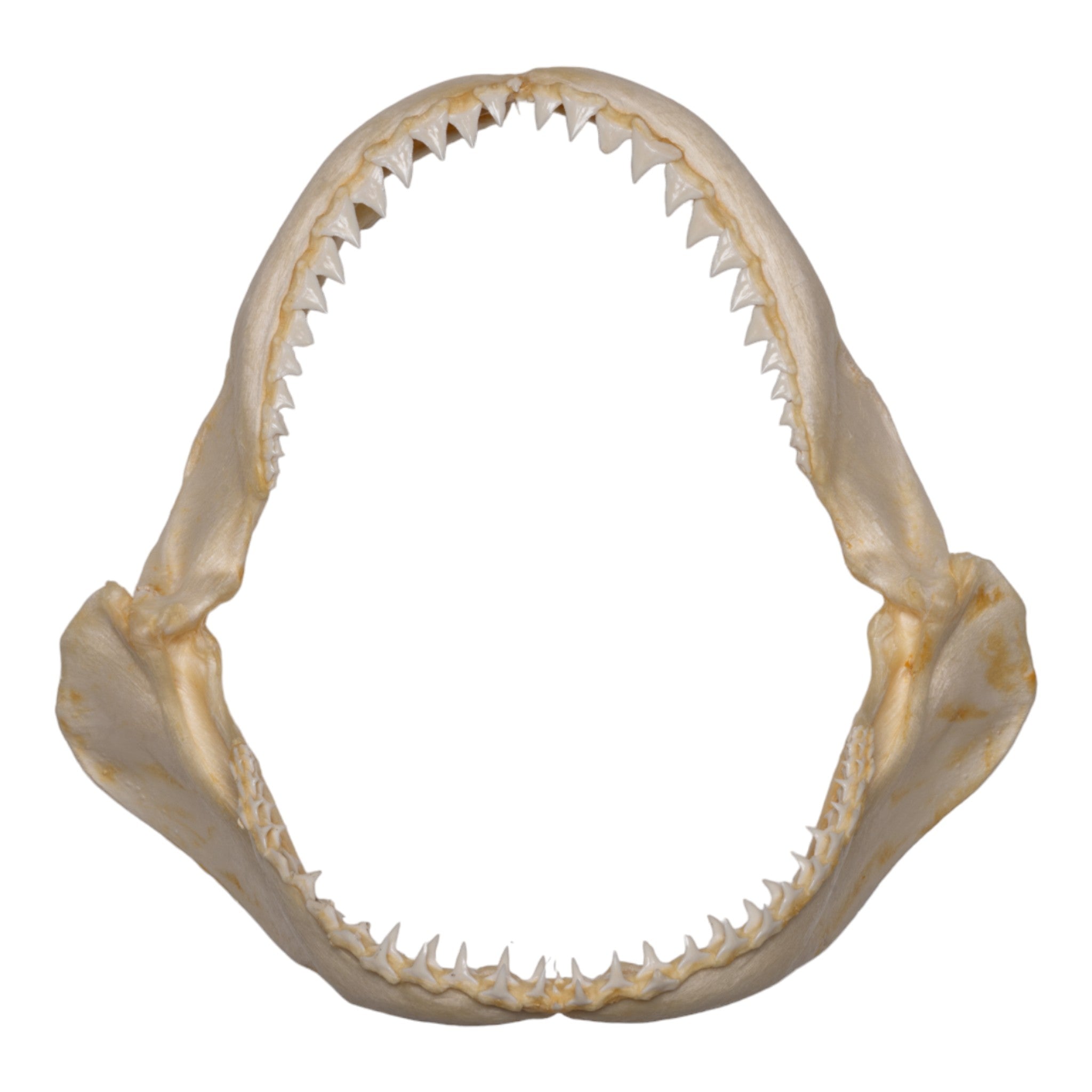 Authentic Real Sandbar Shark Jaw - 9.6 Inches - Genuine Marine Specimen for Science Education, Beach House Decor, and Unique Gift for Shark Lovers