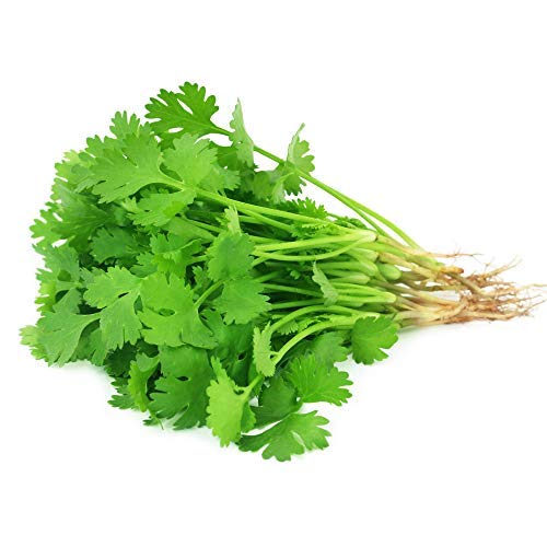 Organic Slow Bolt Cilantro Herb Seeds - 5 Lb (~200,000 Seeds) Non-GMO Heirloom Coriander for Outdoor & Indoor Gardening, Microgreens Kit - Perfect for Home Garden, Countertop Planting, and Fresh Organic Cooking