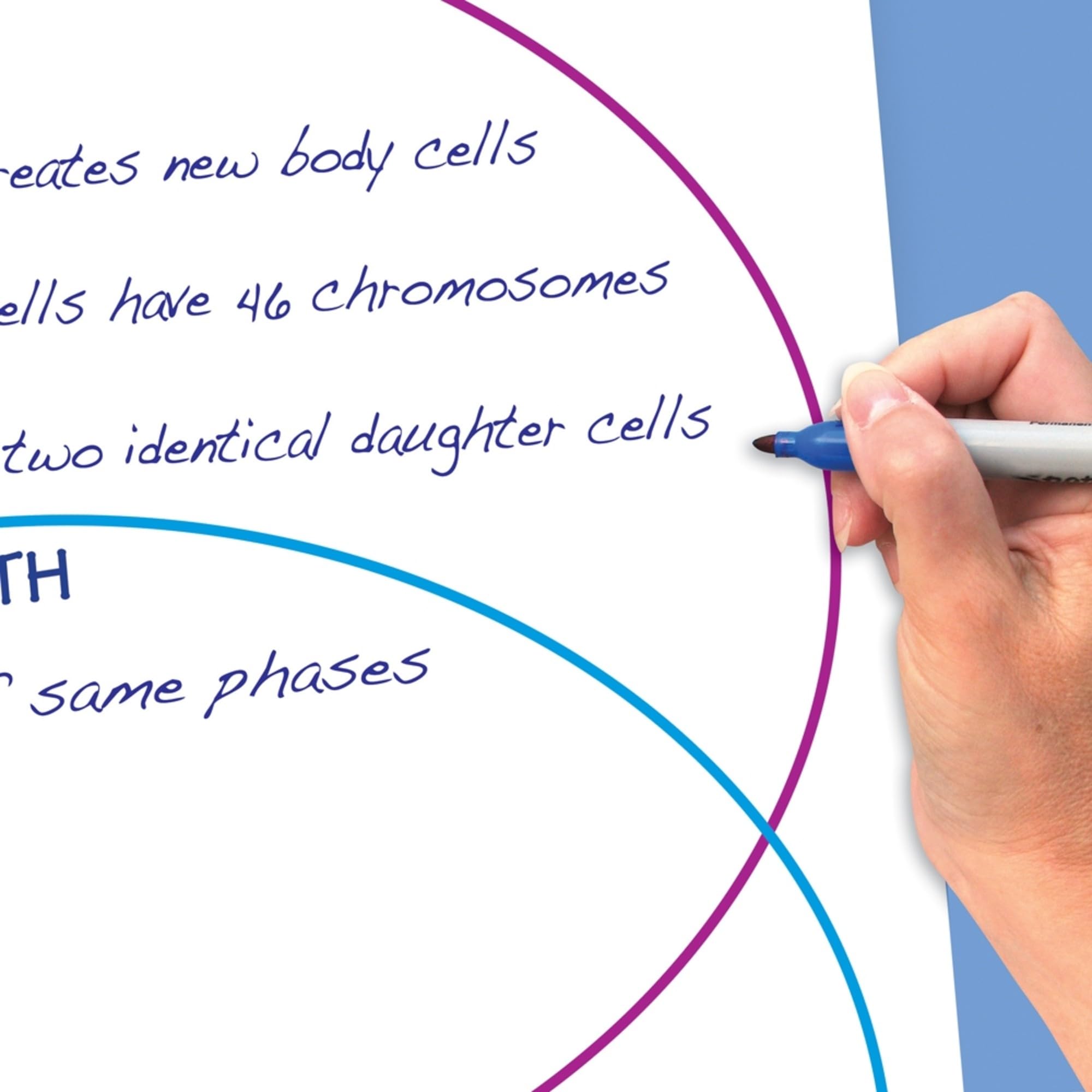 Newpath Learning Meiosis Flip Chart & Online Multimedia Lesson - Science Classroom Teaching Aid for Grades 6-10 | Perfect for Homeschooling & Interactive Biology Lessons