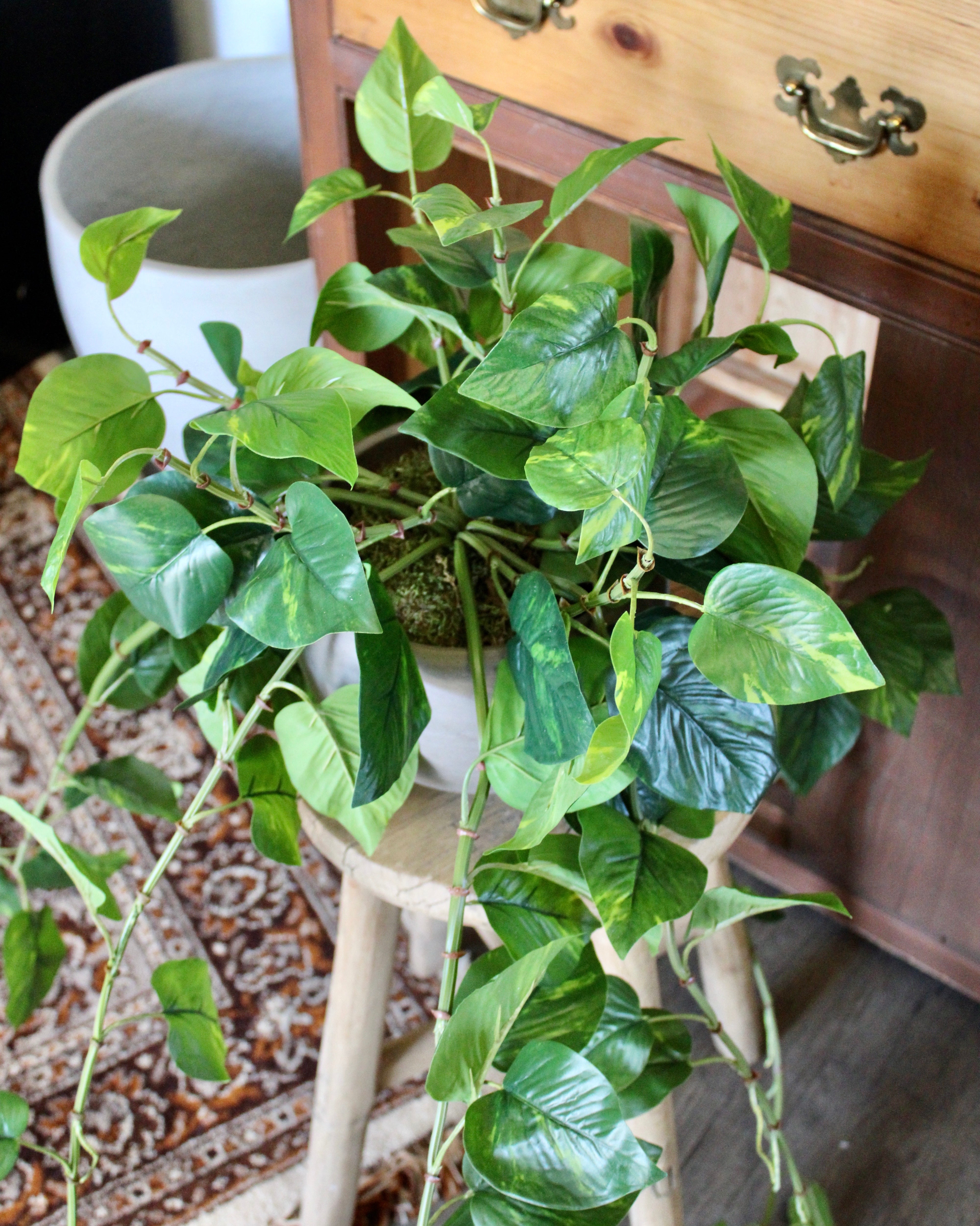 Large Pothos Hanging Bush - Lush Indoor Hanging Plant for Home & Office Decor - Perfect for Living Rooms, Bedrooms, and Balconies