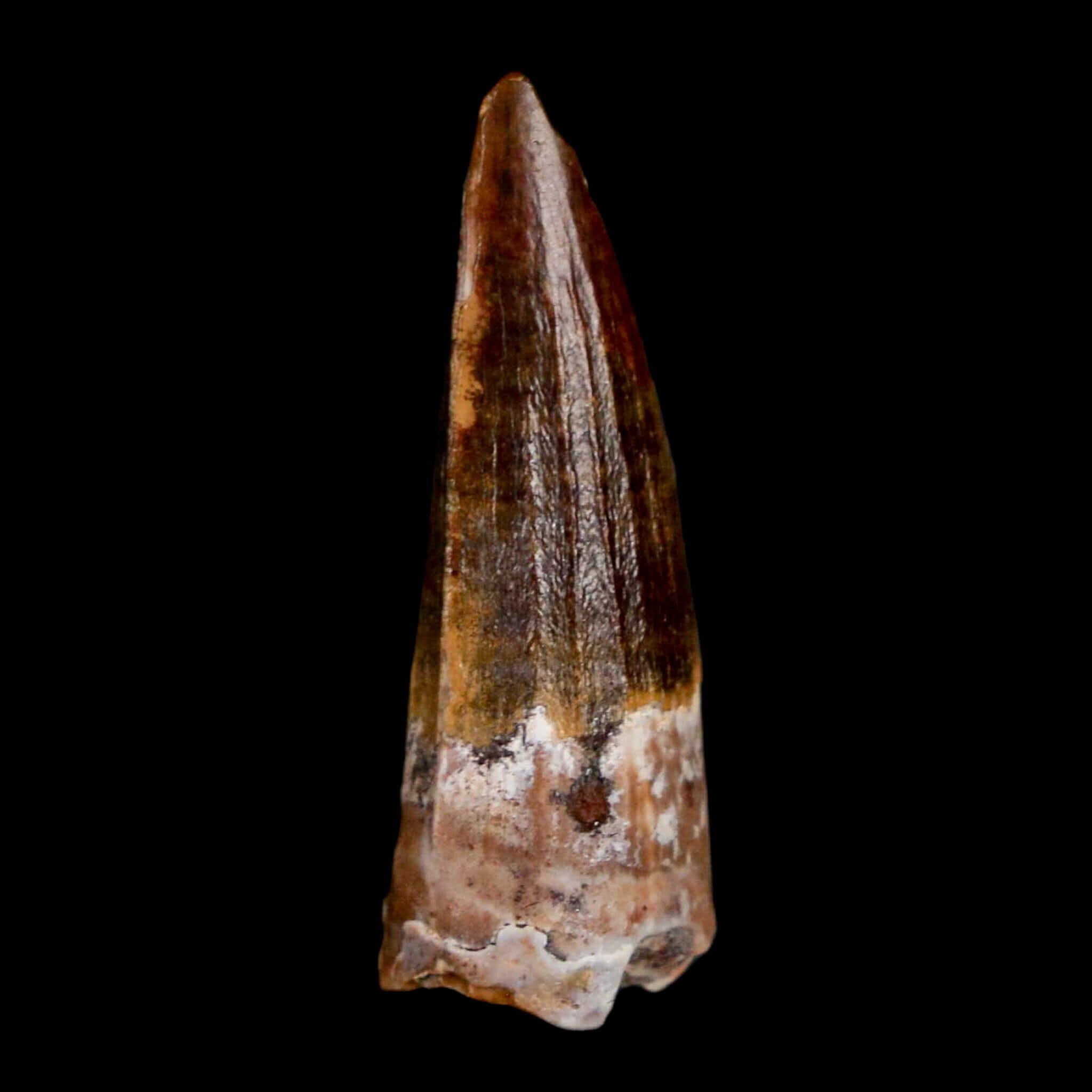 Authentic Suchomimus Fossil Tooth - Cretaceous Spinosaurid Dinosaur Specimen from Niger with COA | Perfect for Paleontology Collections, Educational Displays & Dinosaur Enthusiasts