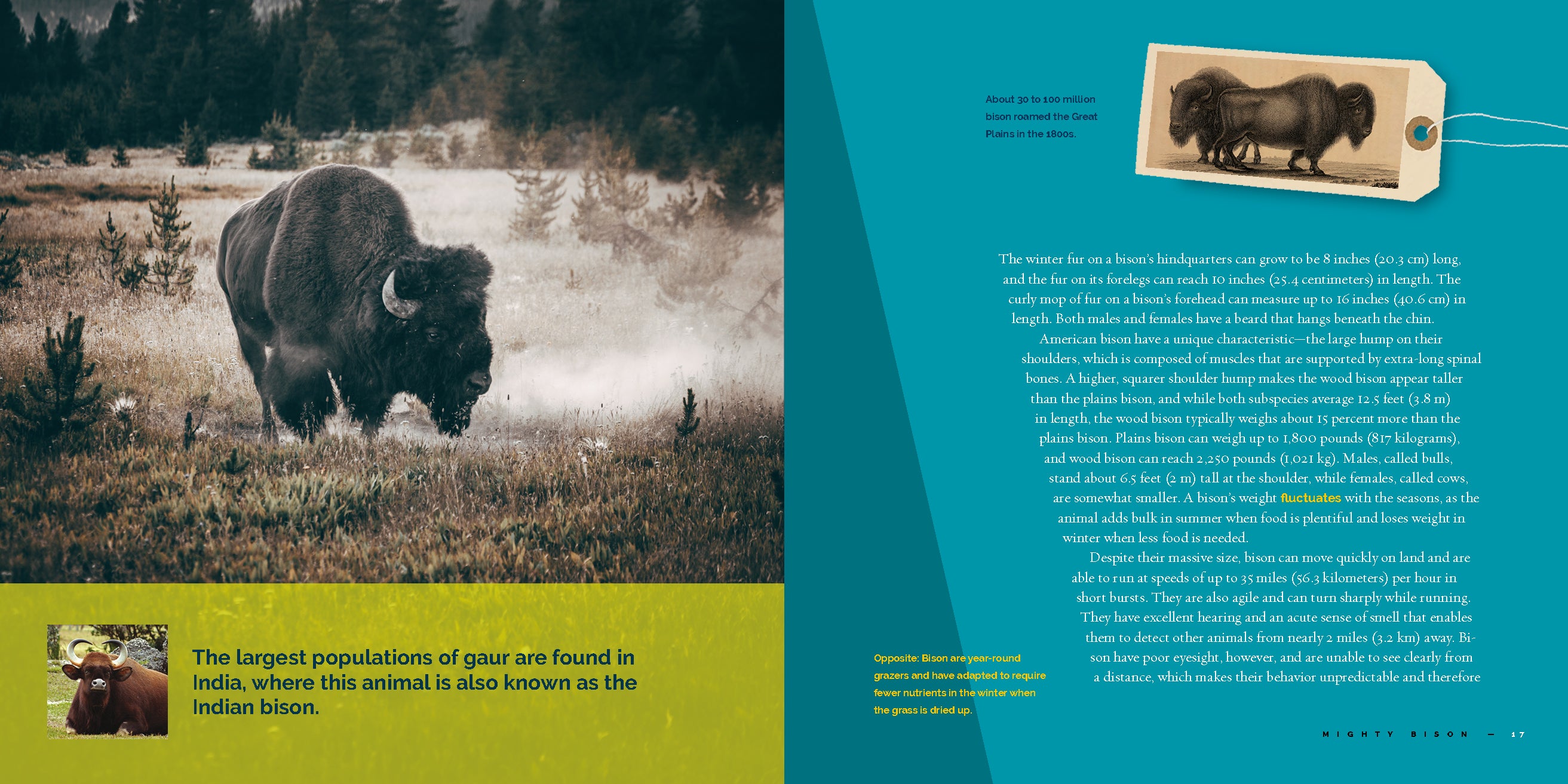 Bison: The Ultimate Guide to North America's Majestic Wildlife - Perfect for Nature Lovers, Wildlife Enthusiasts, and Outdoor Adventure Seekers | Great for Camping Trips, Nature Studies, and Wildlife Photography