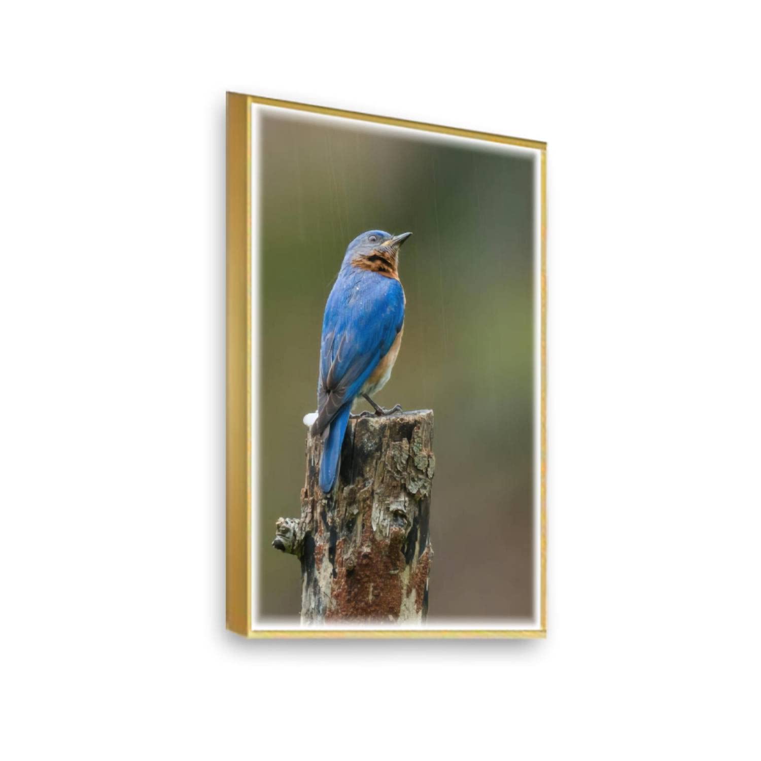 LED Canvas Print - Lighted Eastern Bluebird Glowing Wall Art Painting, Framed Home Decor for Living Room, Bedroom & Office - Ready to Hang - Perfect for Gifts, Housewarming & Wall Decoration