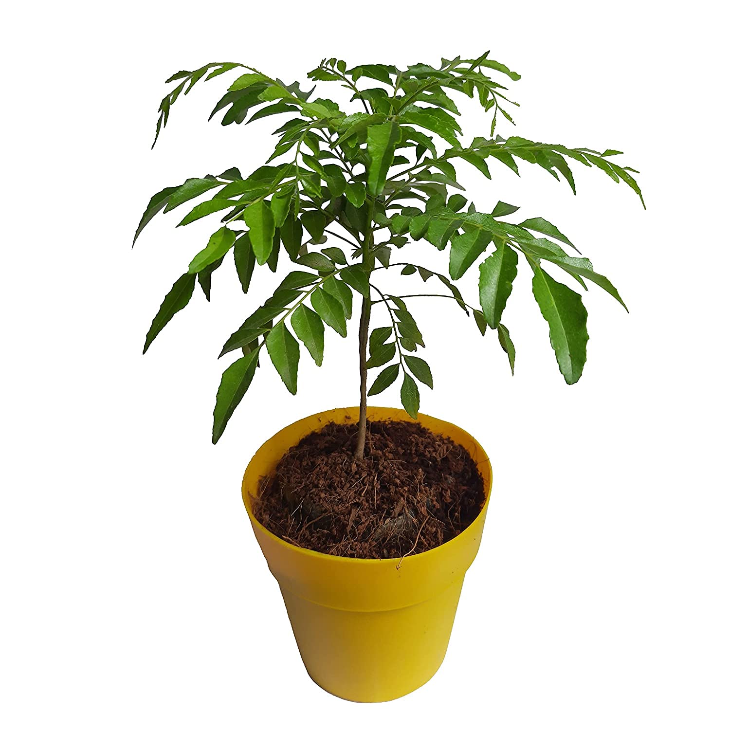 Rare Dwarf Bushy Curry Leaves Plant (Murraya koenigii) - 1 Healthy Live Seedling | Fresh Curry Patta for Indian Cooking, Home Gardening & Organic Herbs