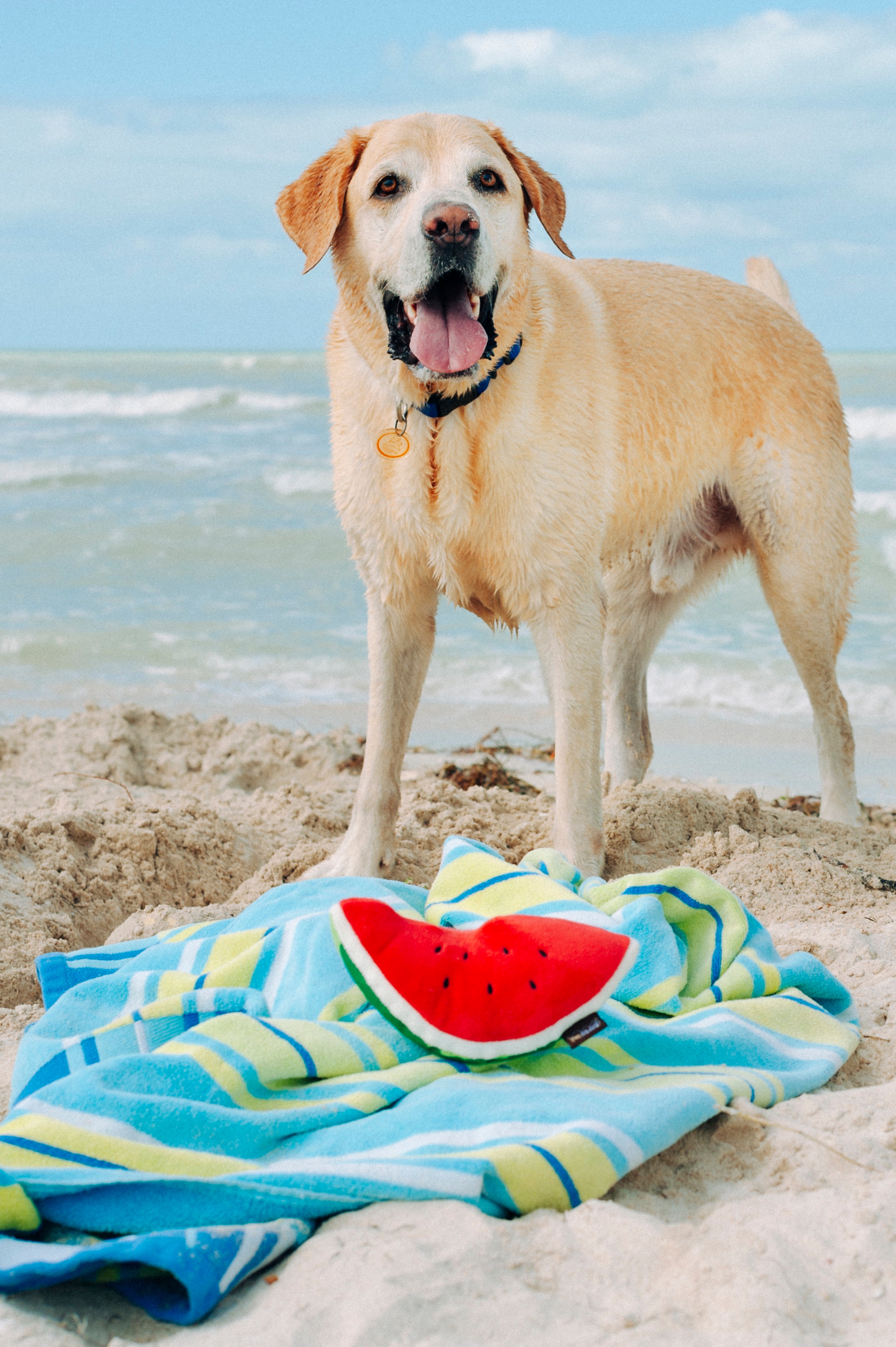 Tropical Paradise™ Watermelon Dog Plush Toy - Durable & Fun Chew Toy for Small & Large Dogs | Perfect for Playtime, Training & Cuddling | Pet P.L.A.Y.