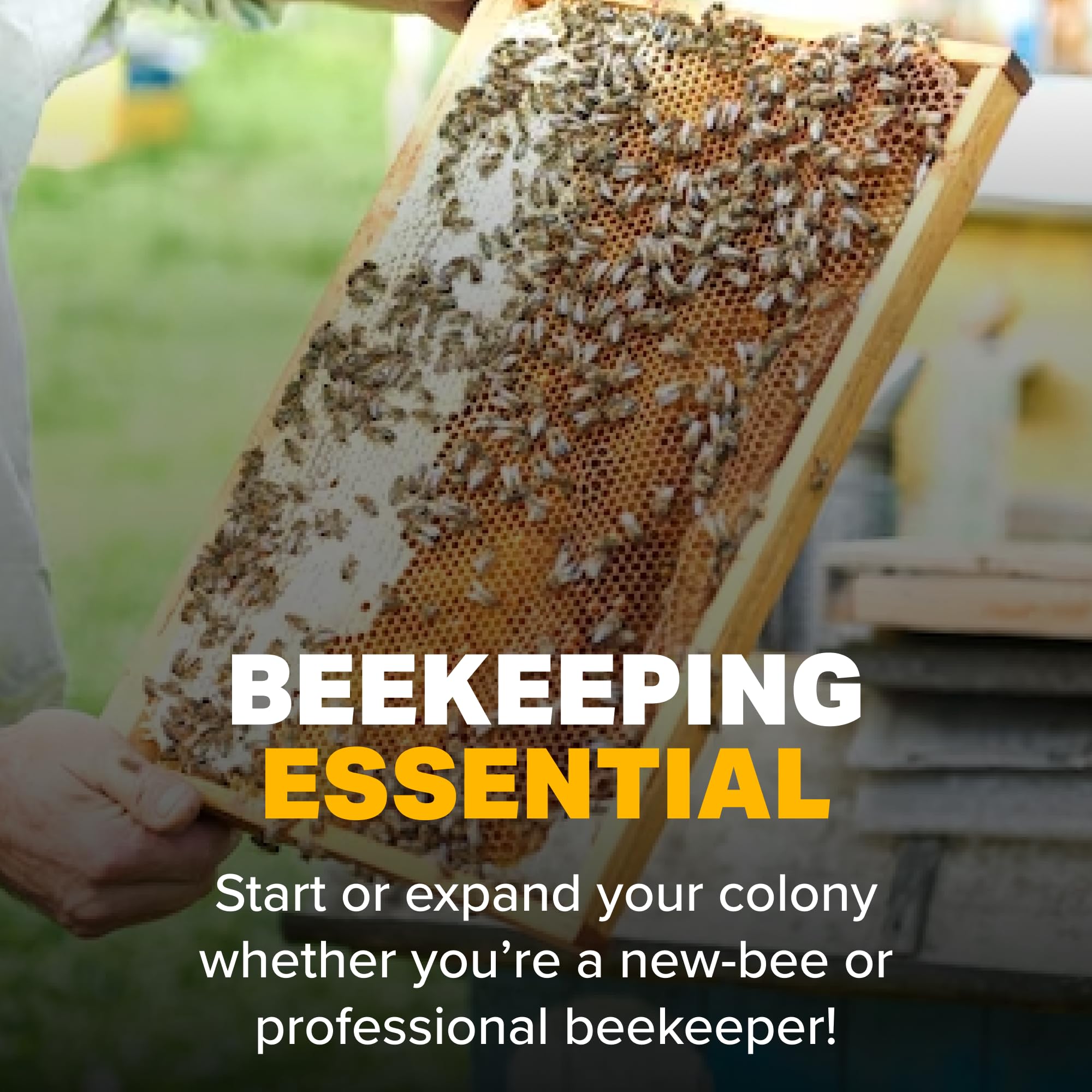 Mann Lake Honey Labels - Transparent Sticker for Flip Top Lids (250ct) - Perfect for Home Beekeeping & Gift Packaging