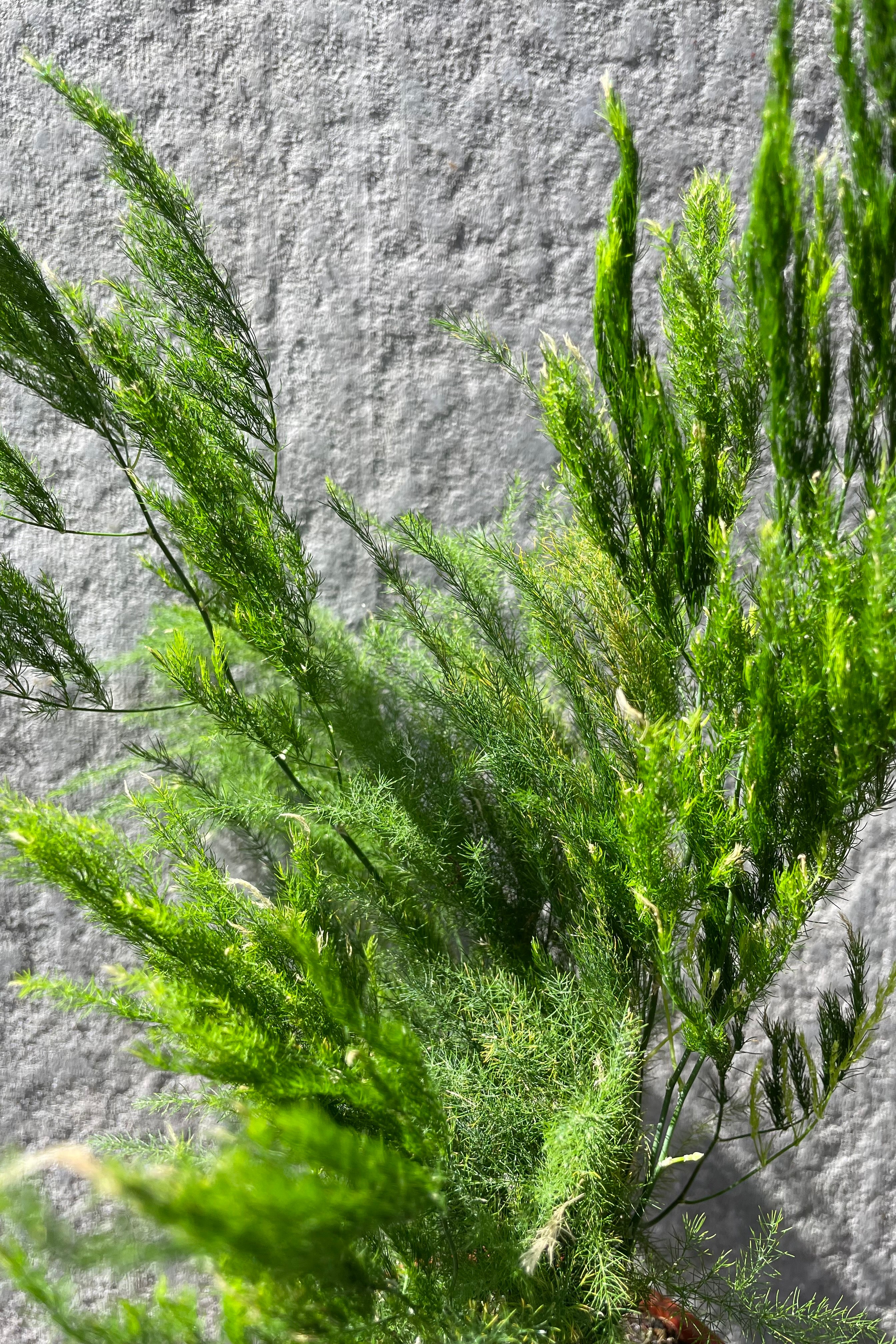 Buy Asparagus setaceus 'Pyramidalis' - 4 Inch Live Plant | Indoor Air Purifying Houseplant for Home & Office Decor | Perfect for Tabletop, Shelf, or Windowsill Display