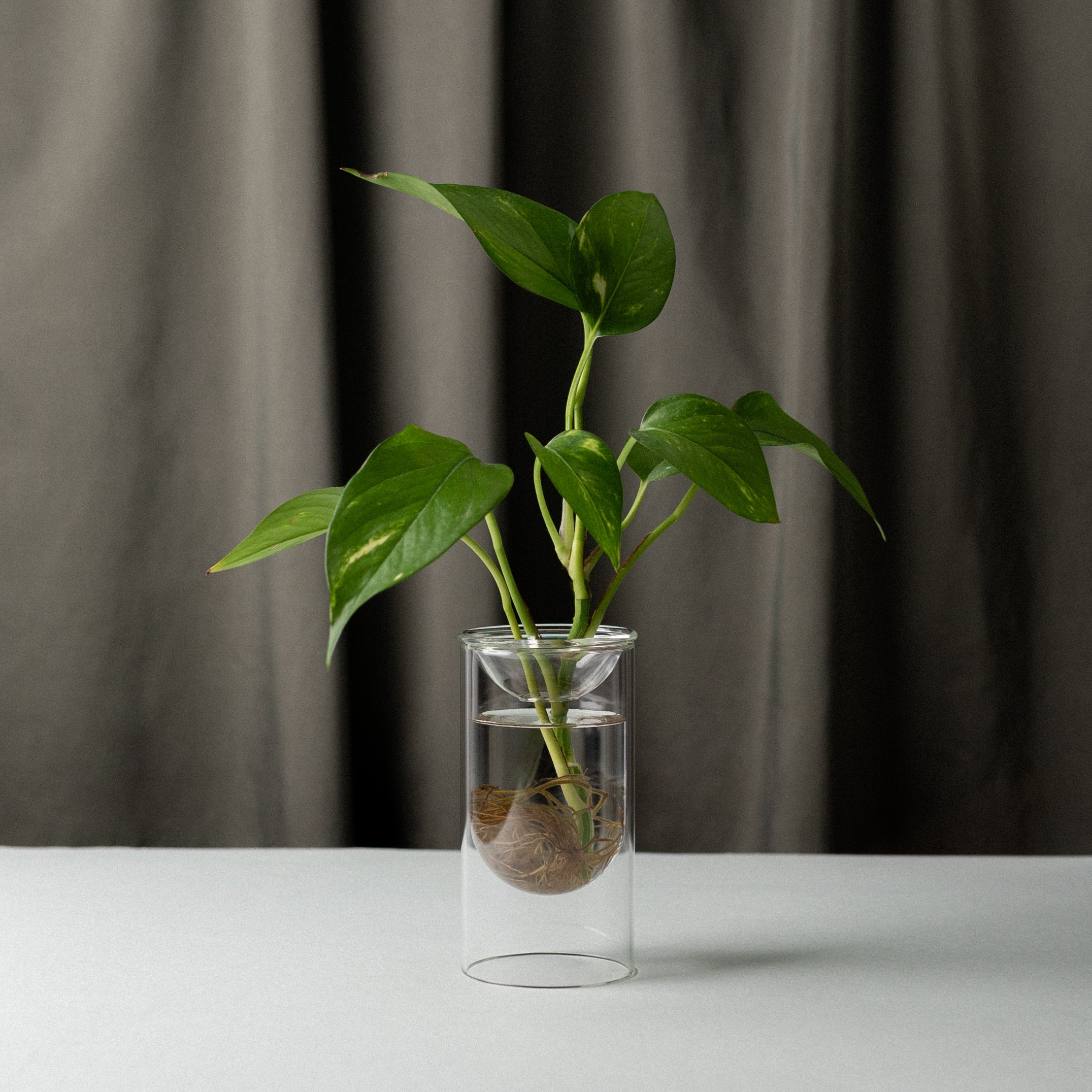 Small Propagation Vase Set of 2 - Glass Plant Propagation Station for Cuttings & Herbs - Perfect for Home Decor, Office Plants & Gardening Gifts