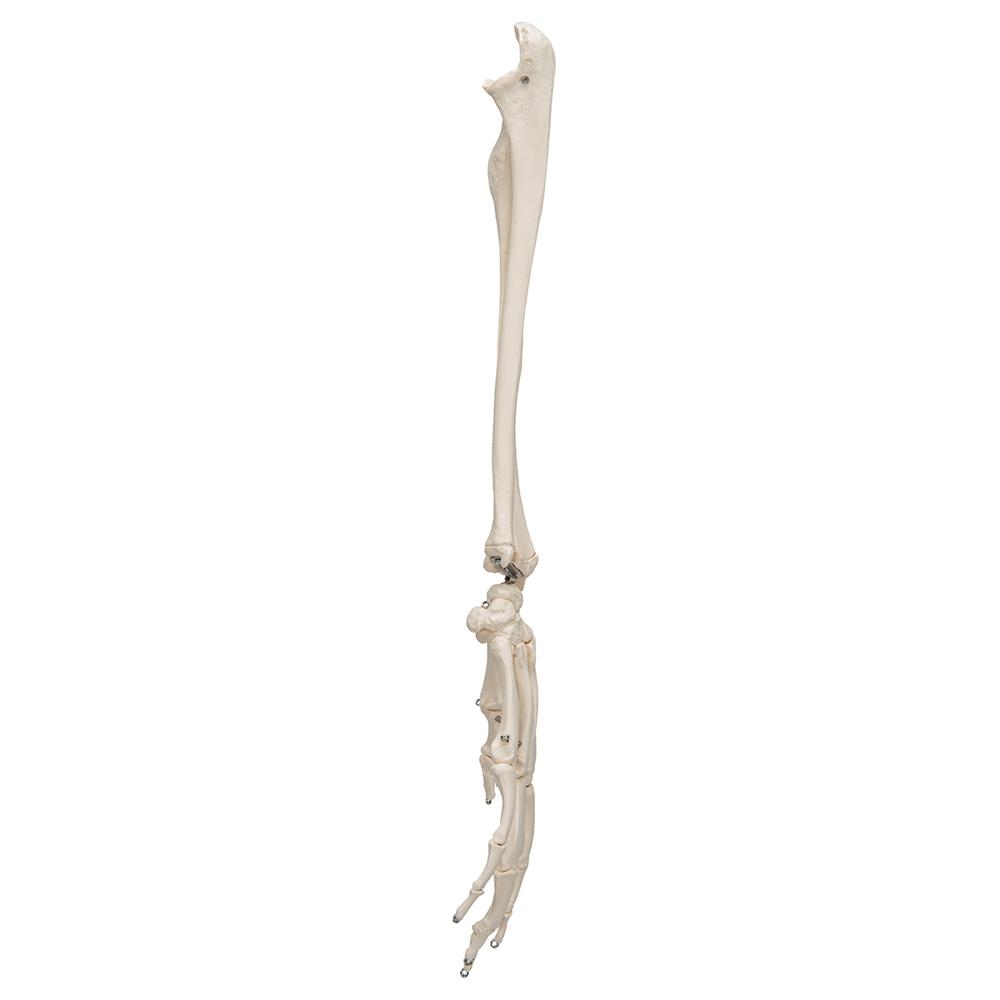 Realistic Human Hand Skeleton Model with Ulna & Radius Bones - Perfect for Anatomy Study, Medical Education & Halloween Decor
