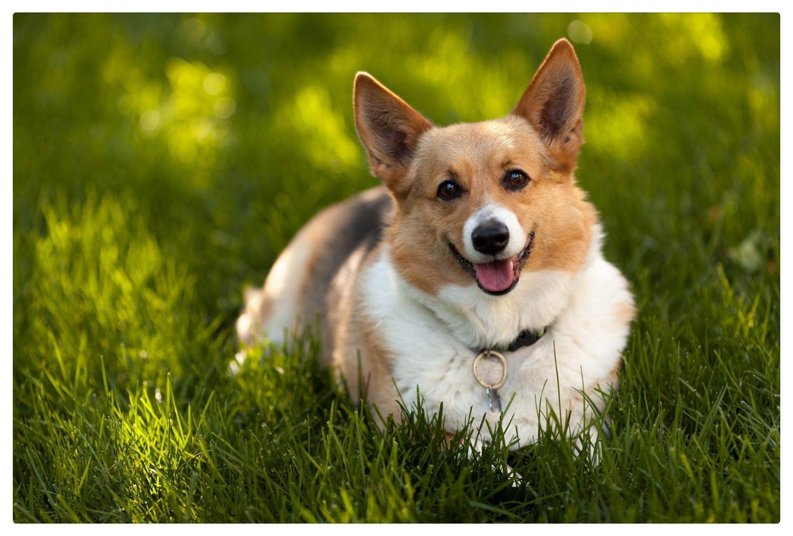 1000 Piece Jigsaw Puzzle for Adults - Corgi on Grass Landscape - Perfect Gift for Kids, Friends & Family - Relaxing Activity for Home, Office & Parties