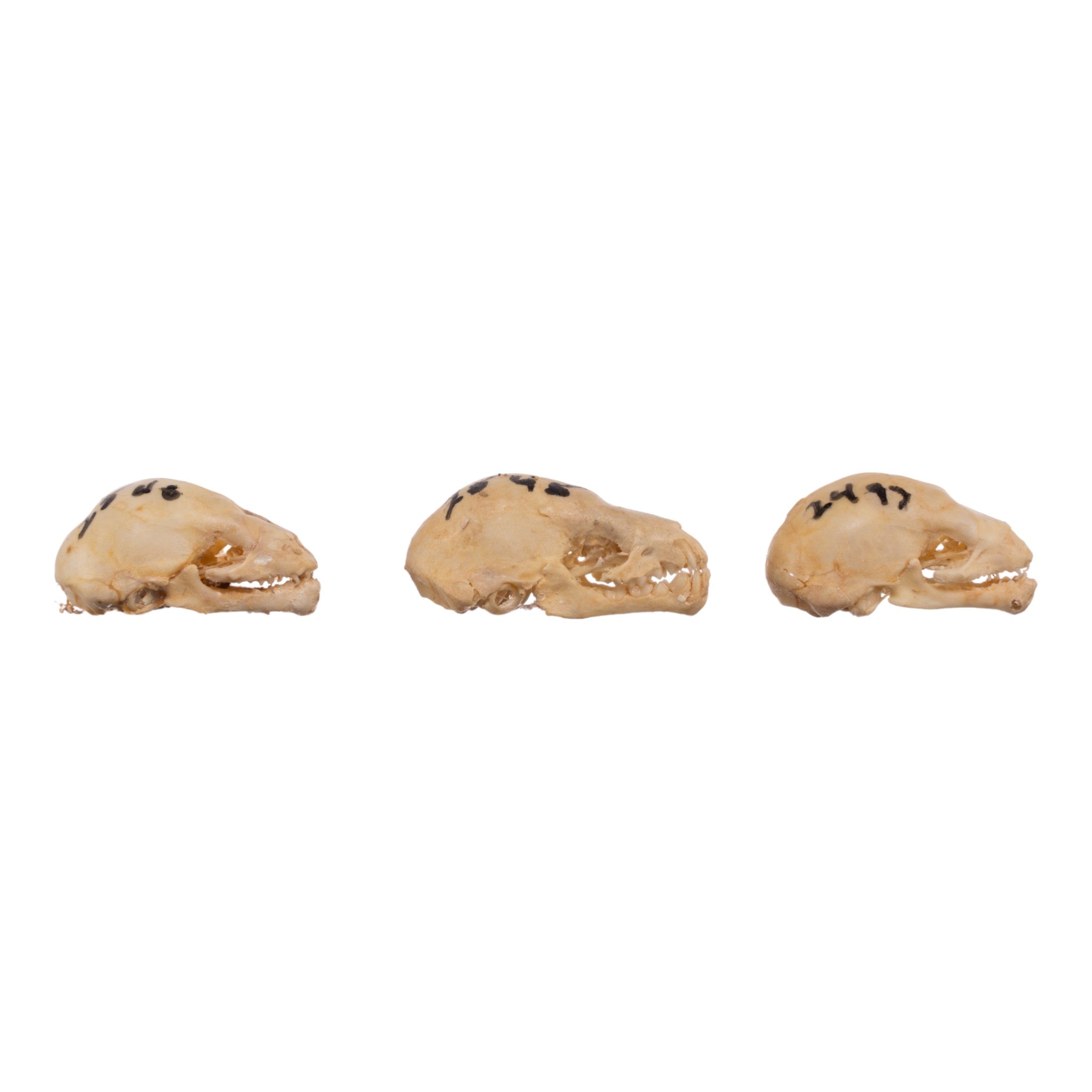 Authentic Seba's Short-Tailed Bat Skull Specimen - Real Bone Taxidermy for Science & Collectors | Perfect for Halloween Decor, Gothic Display & Biology Education