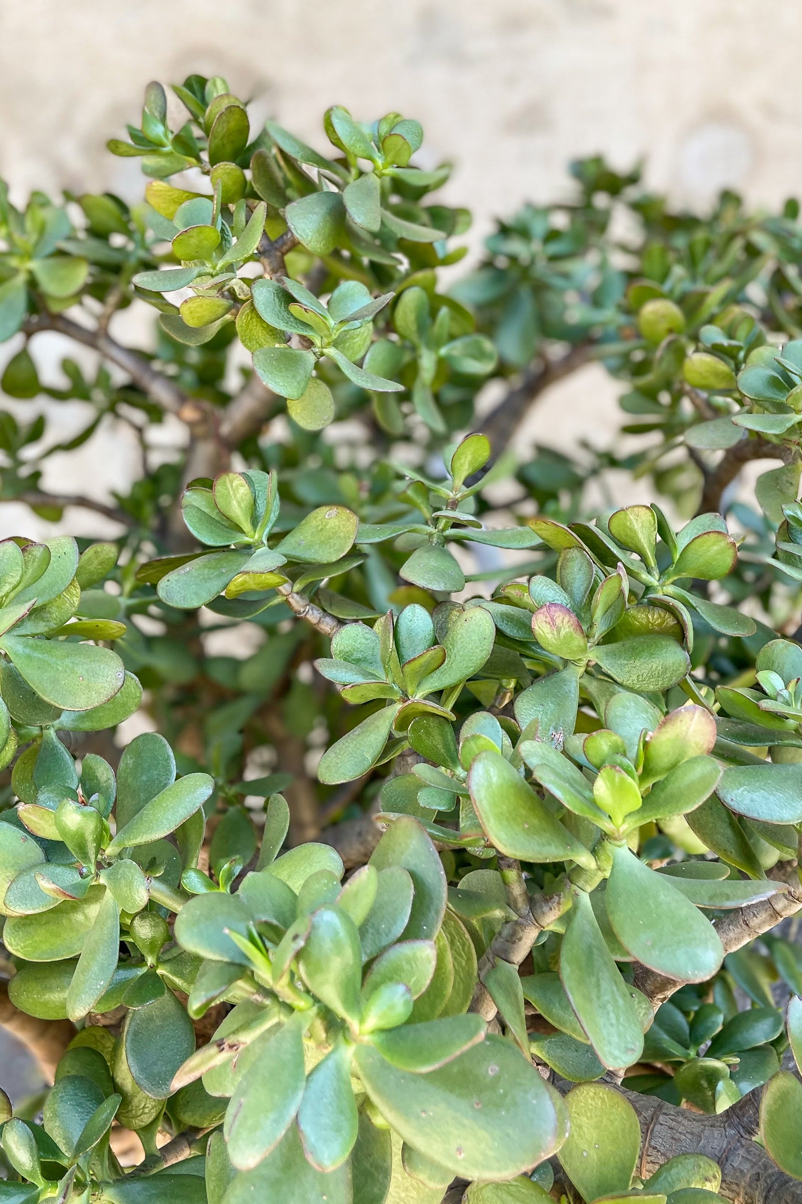 Crassula Ovata Jade Plant - Live Succulent Houseplant for Home & Office Decor - Perfect for Indoor Gardening, Gifts, and Feng Shui