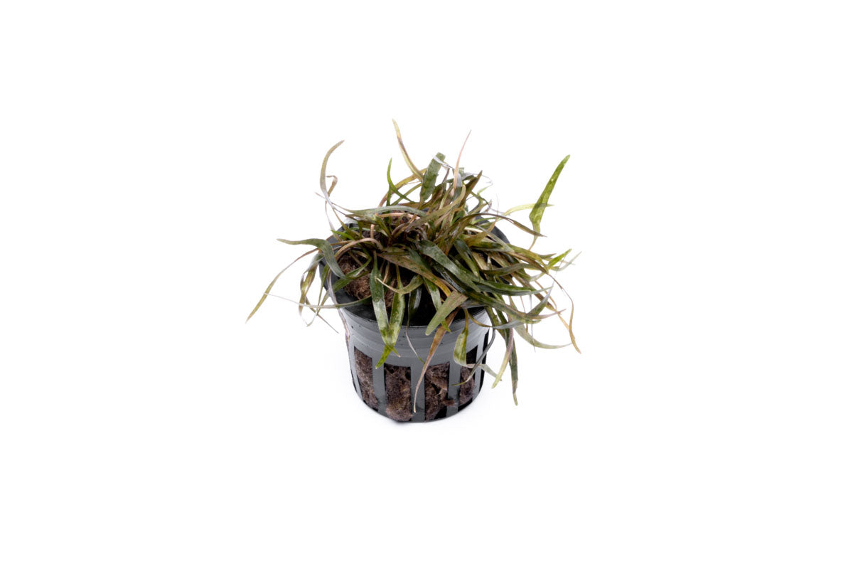Cryptocoryne Ferruginea Sekadauensis Live Aquarium Plant - Easy Care Aquatic Plant for Fish Tanks, Aquascaping & Low-Tech Aquariums