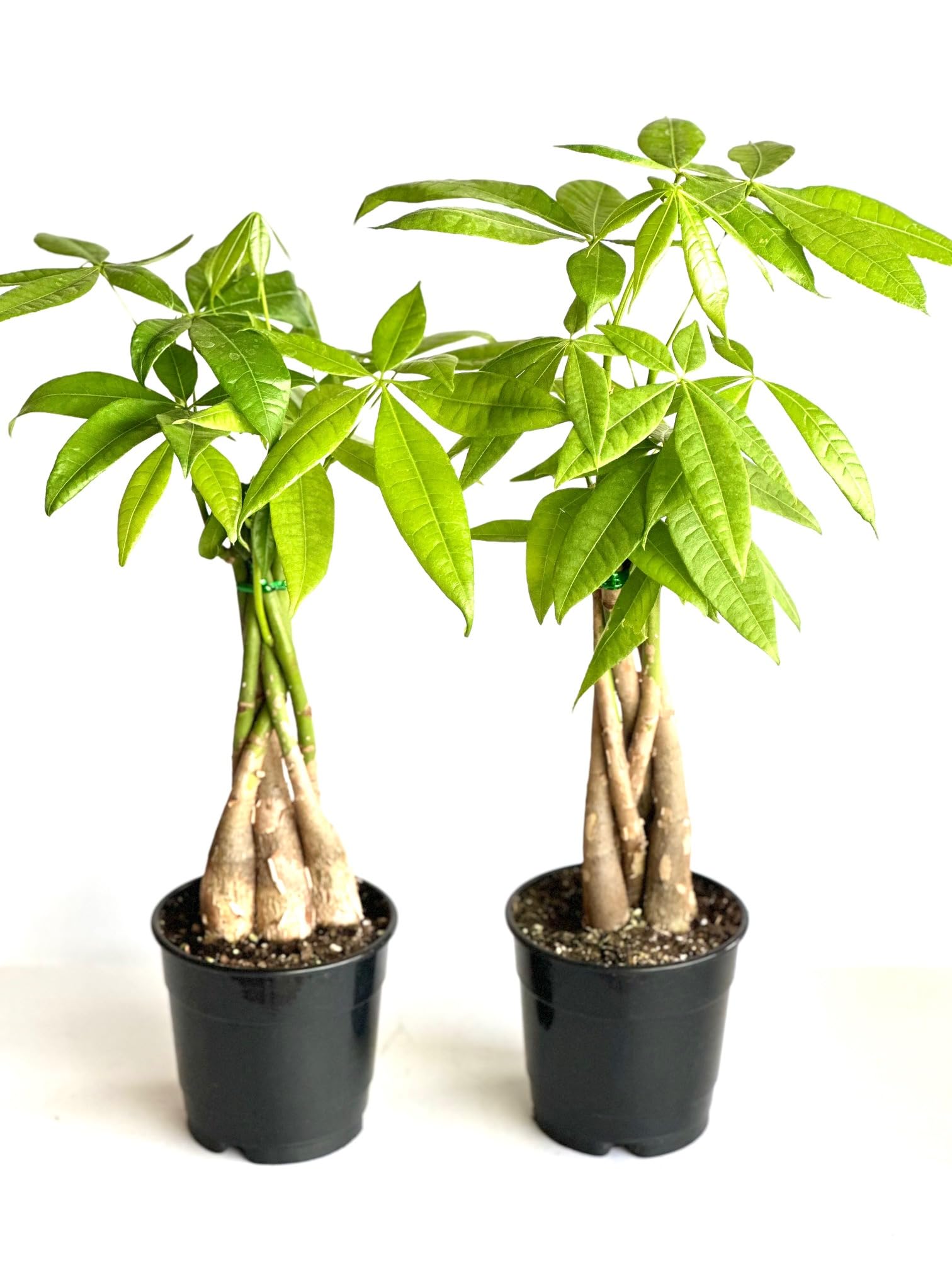 2-Pack Money Tree Pachira Plants with Braided Stems - 4 Inch Pots Indoor Live Houseplants for Home & Office Decor - La Costa Plants, Green - Perfect for Feng Shui, Housewarming Gifts & Air Purification