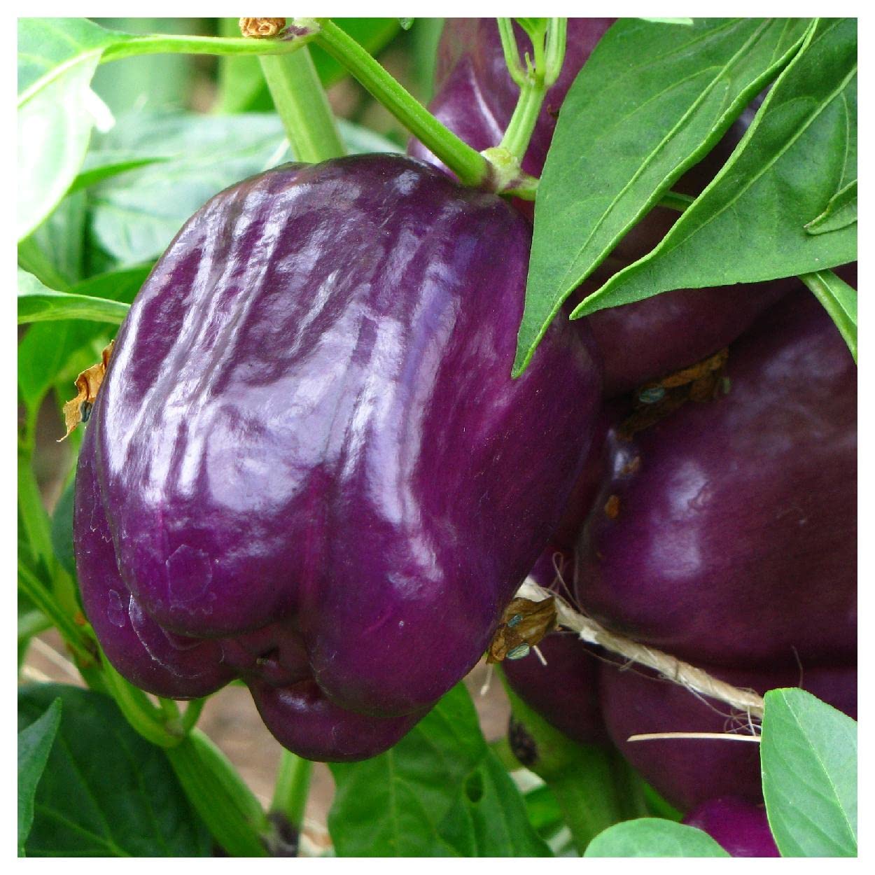 Everwilde Farms - 25 Purple Beauty Sweet Pepper Seeds - Non-GMO, Heirloom, Gold Vault Jumbo Seed Packet for Home Gardening, Container Planting & Fresh Salads