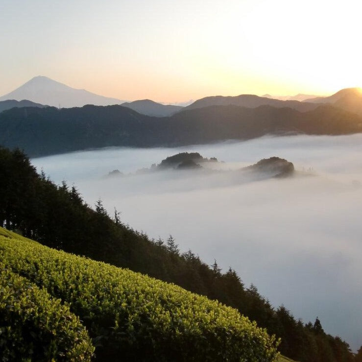 Premium Organic Sencha Green Tea Gift Set - Japanese Loose Leaf Tea for Travel & Outdoor Adventures - Perfect for Camping, Hiking & Tea Lovers