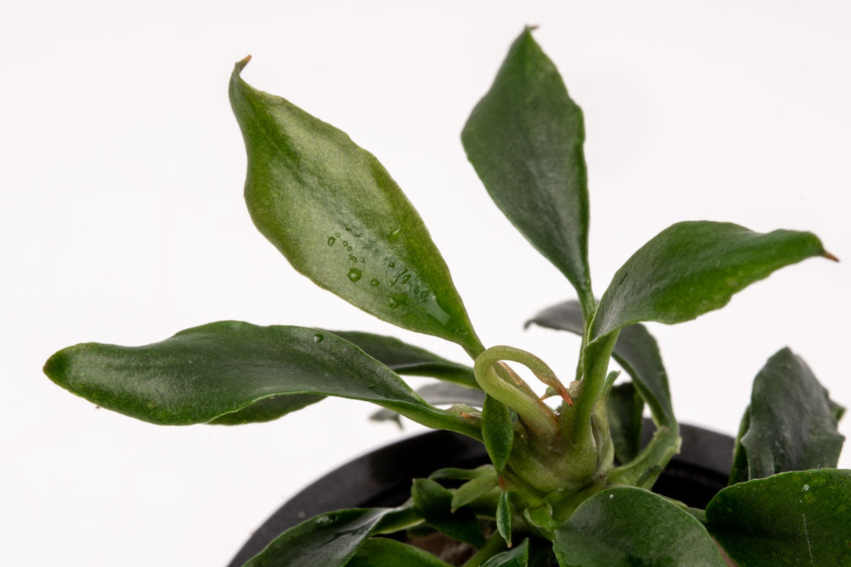 Anubias Chili Mini Live Aquarium Plant - Easy Low Light Aquatic Plant for Fish Tanks, Aquascaping & Nano Tanks (Perfect for Shrimp & Betta Fish Habitats)
